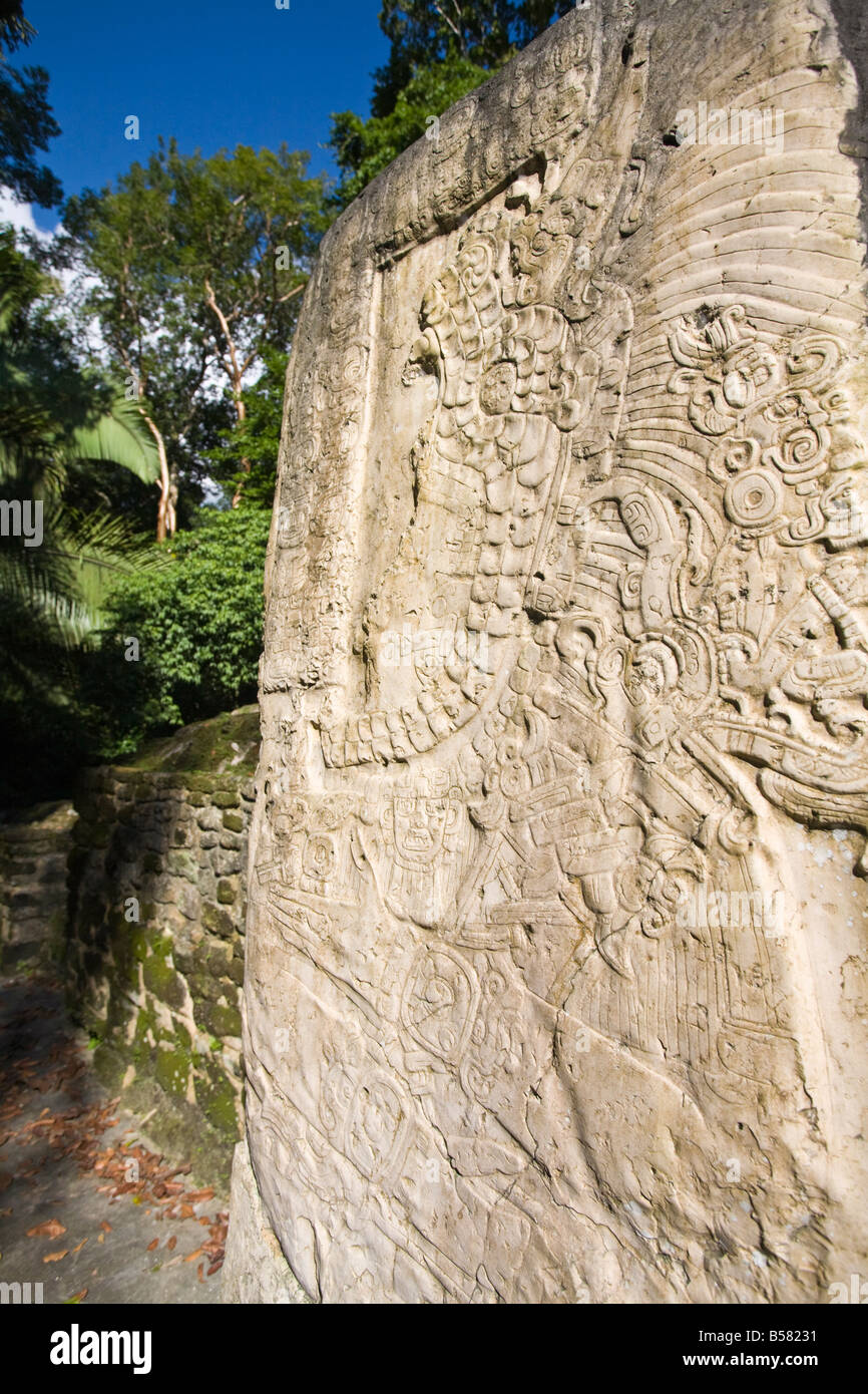 Stela 9 AD 625 errichtet zum Gedenken an den Beitritt von Herrn Rauchen Shell im Jahre 608, Lamanai, Belize Stockfoto