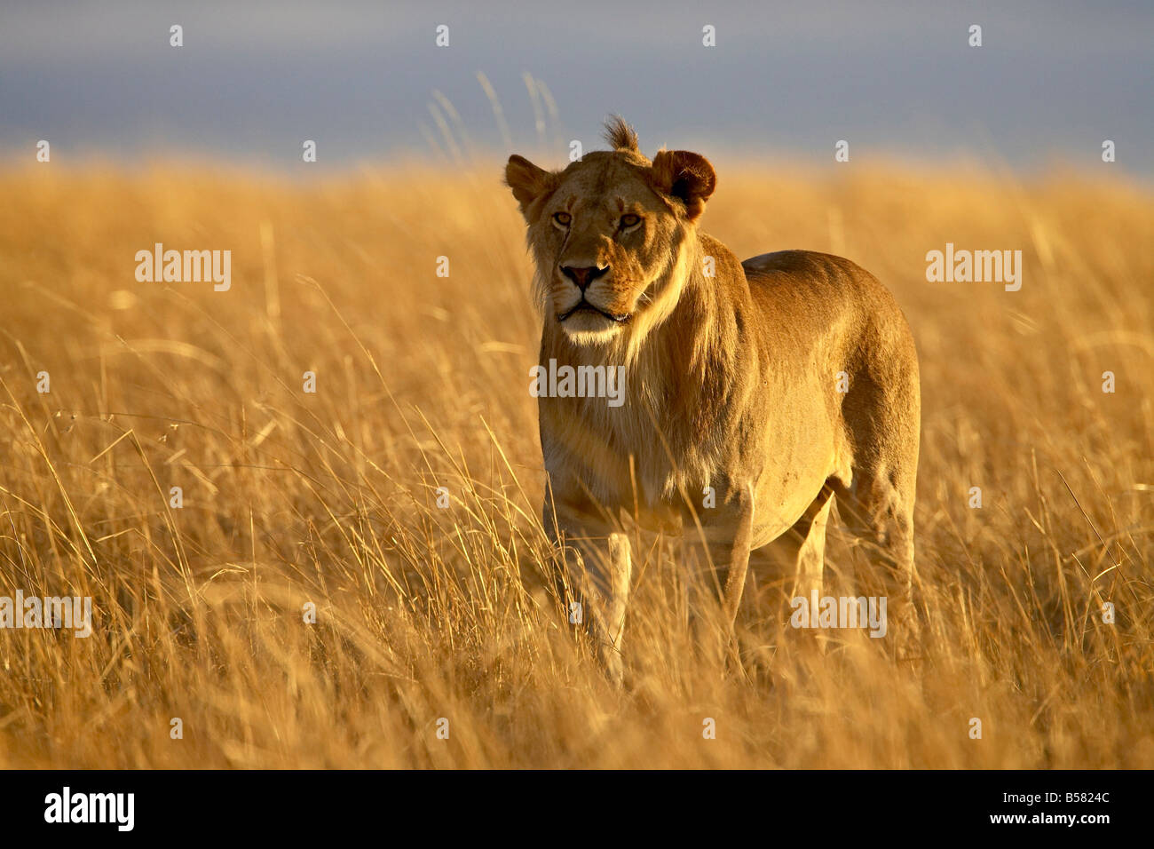 Junge männliche Löwe (Panthera Leo) im frühen Morgenlicht, Masai Mara National Reserve, Kenia, Ostafrika, Afrika Stockfoto