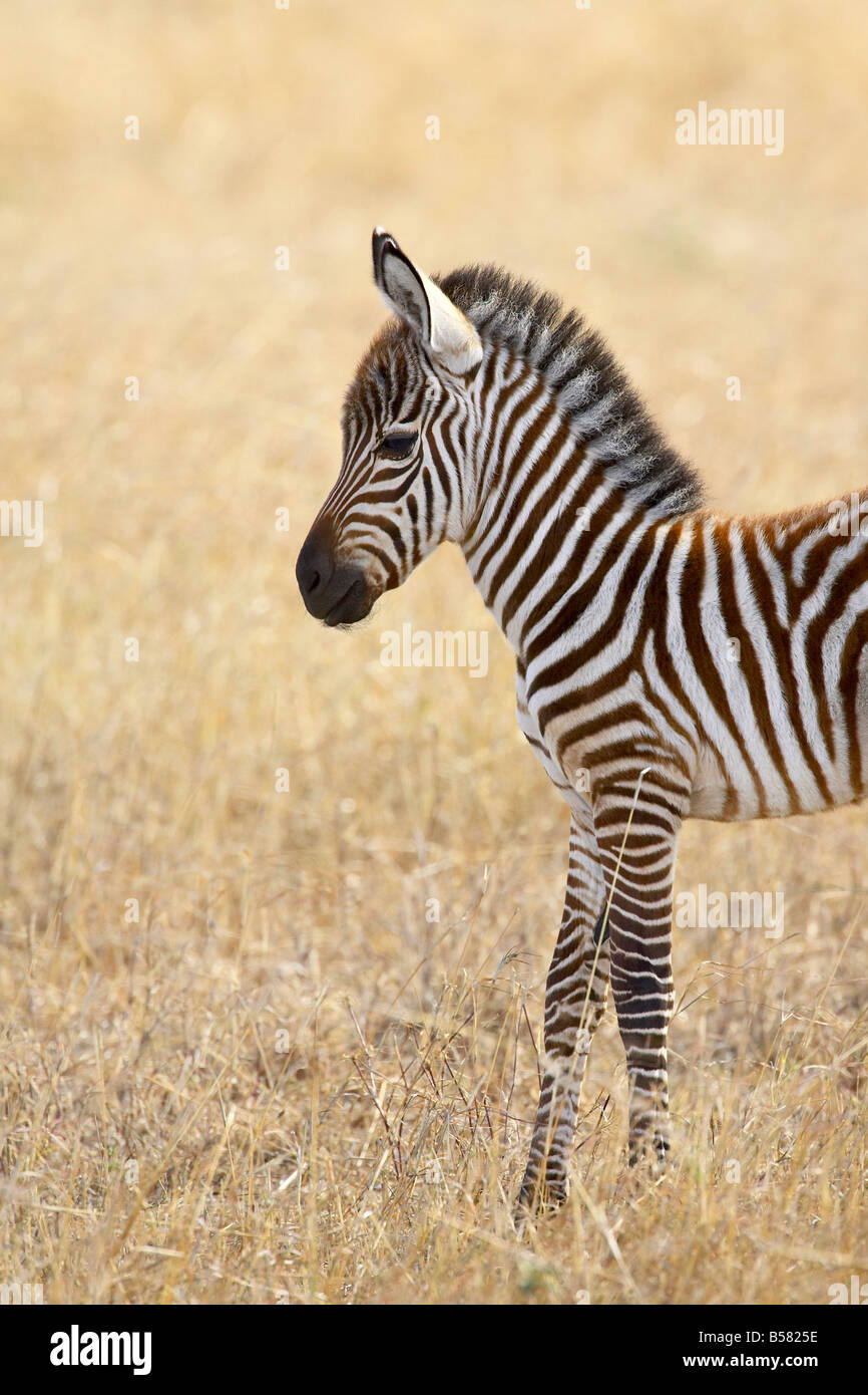 Baby gewährt Zebra Stockfoto