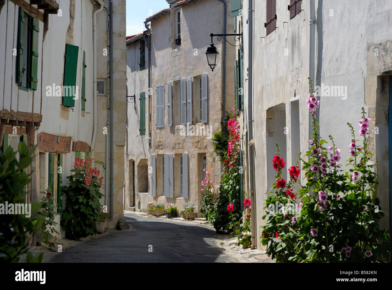 Stockrosen entlang einer Straße, La Flotte, Ile de Re, Charente-Maritime, Frankreich, Europa Stockfoto