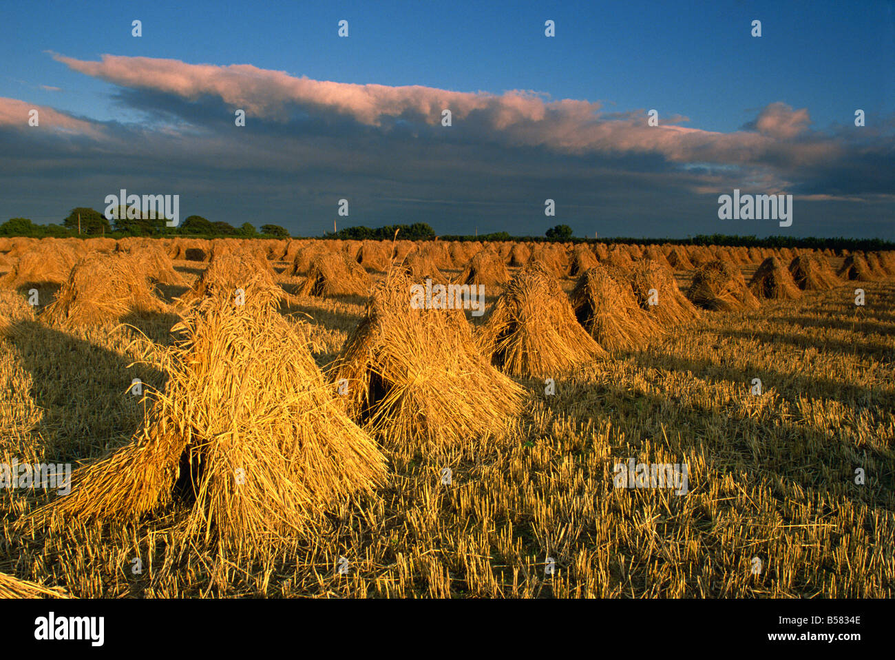 Mais in traditionellen Stooks, Devon, England, Vereinigtes Königreich, Europa gestapelt Stockfoto