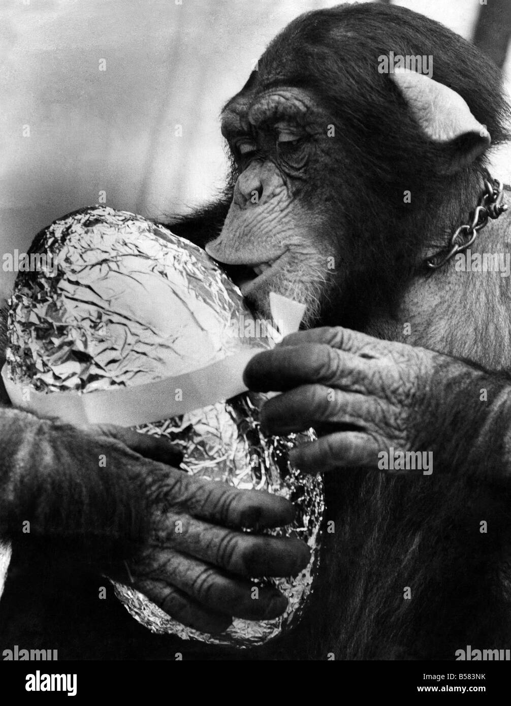 Charles der Schimpanse: Charles der 3-jährige Schimpanse - mit seinem Osterei. Er liebt Schokolade und wie Millionen anderer Kinder kann es kaum erwarten, in die Verpackung zu bekommen. Abgebildet in Longleat Charles ist der Familienhund Roger Cawley Manager von Longleat Löwen. April 1971 P004083 Stockfoto