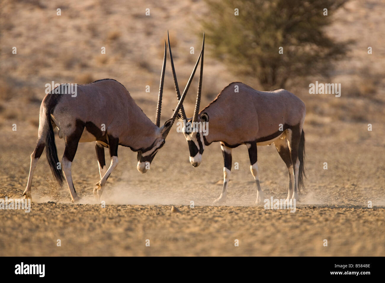 Oryx (Oryx Gazella Gazella), sparring, Kgalagadi Transfrontier Park, Südafrika, Afrika Stockfoto