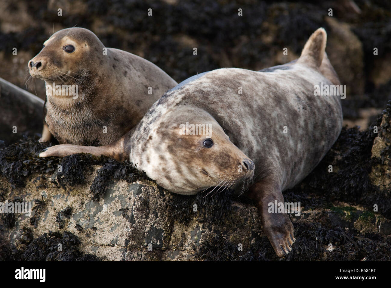 Kegelrobben (Halichoerus Grypus), Farne Islands, gemeinsame, Northumberland, England, Vereinigtes Königreich, Europa Stockfoto