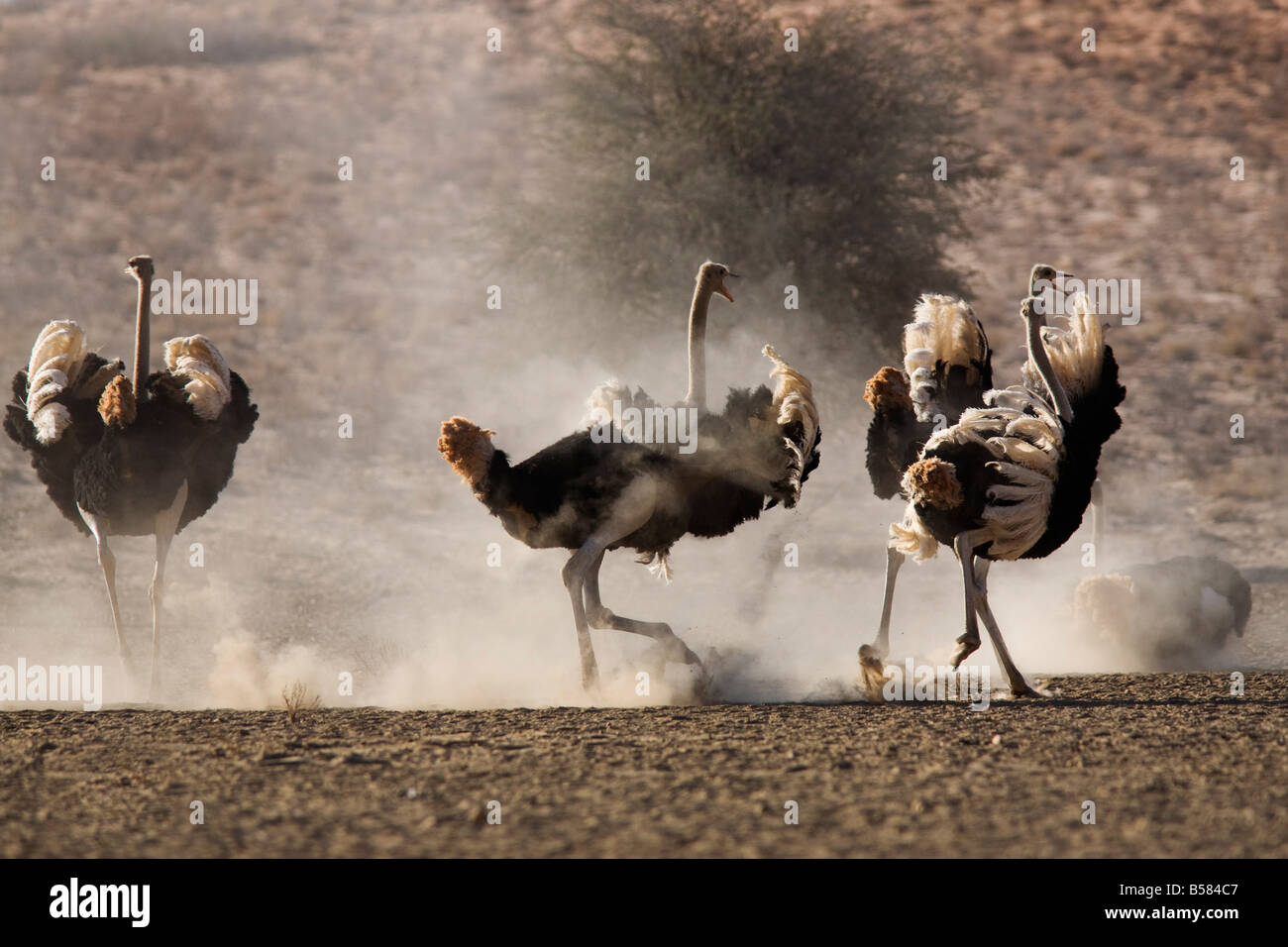 Strauß (Struthio Camelus), Männchen, Kgalagadi Transfrontier Park, Südafrika, Afrika Stockfoto