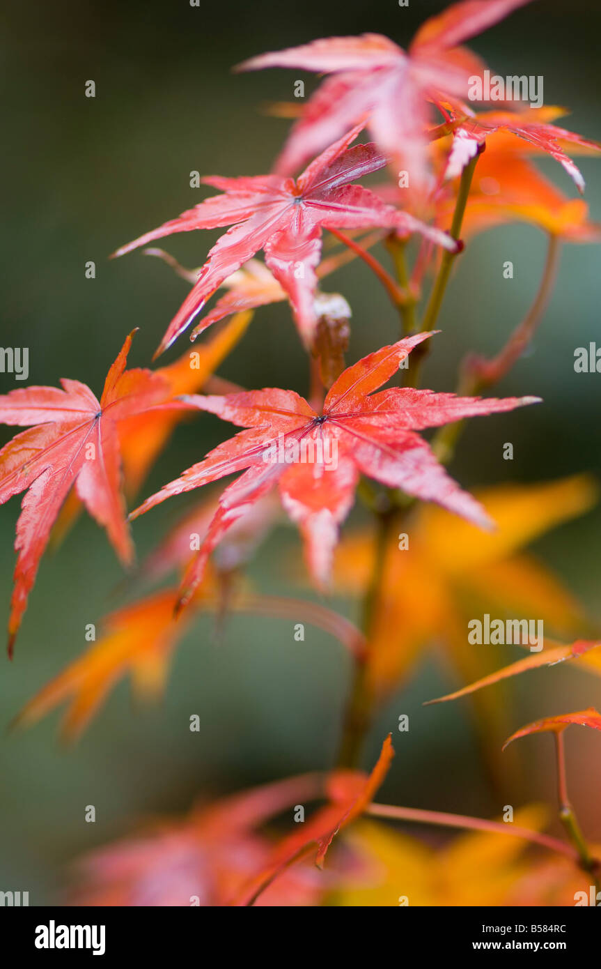 Ahornblätter, Kyoto, Kansai (Western Province), Honshu, Japan, Asien Stockfoto