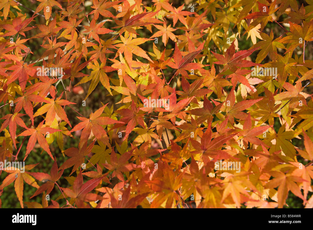 Ahornblätter, Garten des nanzen-Tempel, Kyoto, Kansai (Western Province), Honshu, Japan, Asien Stockfoto