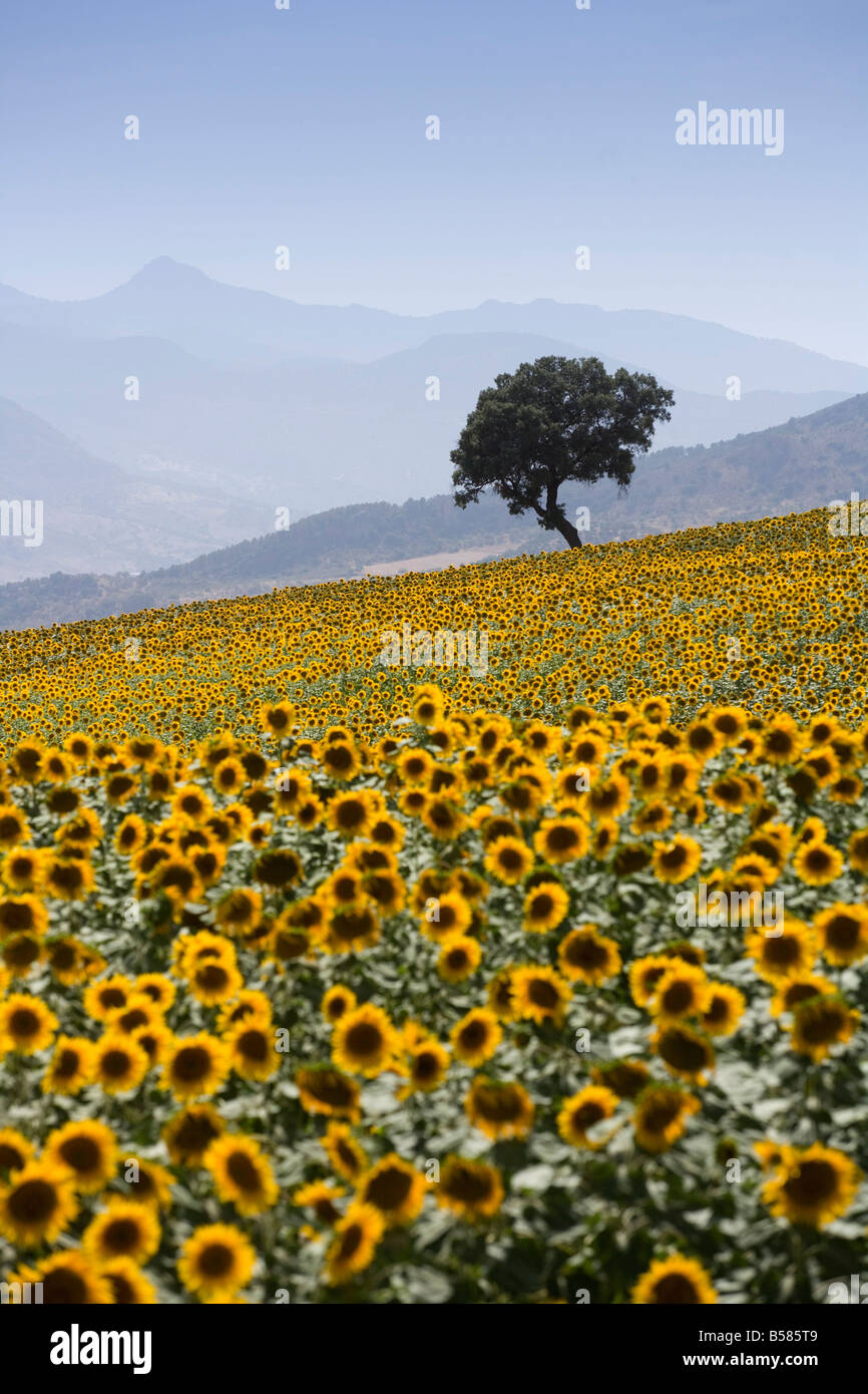 Sonnenblumen, in der Nähe von Ronda, Andalusien (Andalusien), Spanien, Europa Stockfoto