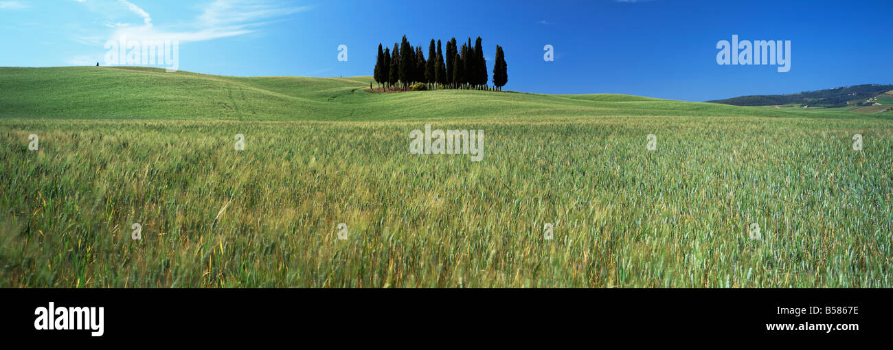Zypressen im Bereich Getreide unter blauen Himmel, in der Nähe von San Quirico d ' Orcia, Toskana, Italien, Europa Stockfoto