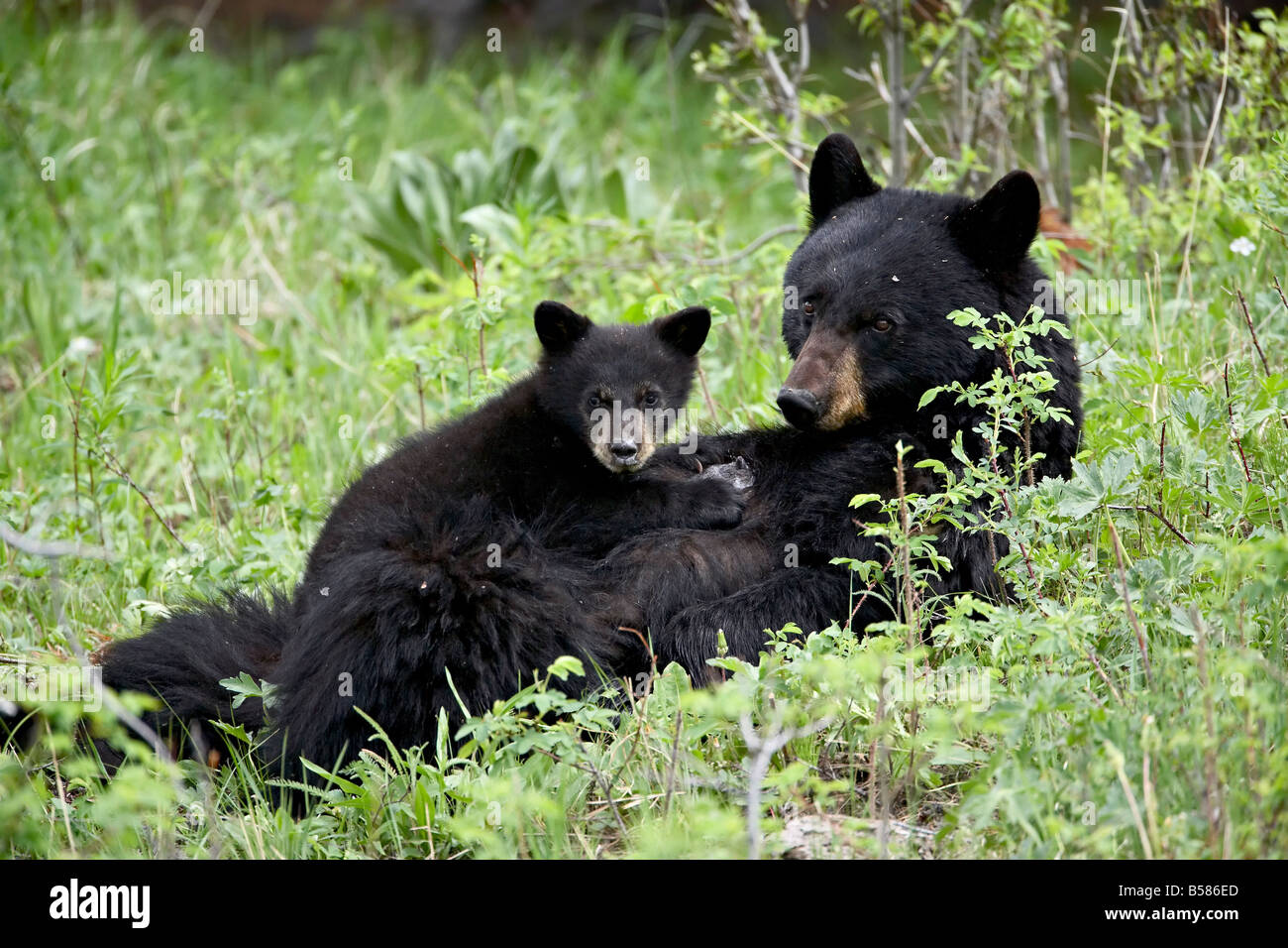 Schwarzer Bär (Ursus Americanus) Sau Krankenpflege eine Feder Cub, Yellowstone-Nationalpark, Wyoming, Vereinigte Staaten von Amerika Stockfoto