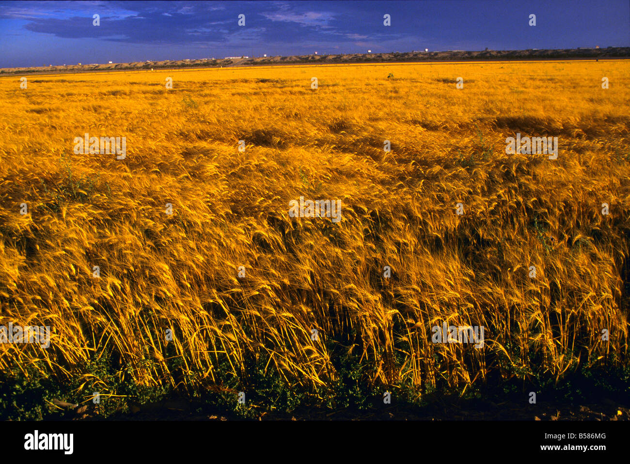 Reife Weizen in einem bewässerten Feld bläst der Wind in den späten Nachmittag, Arizona, USA Stockfoto