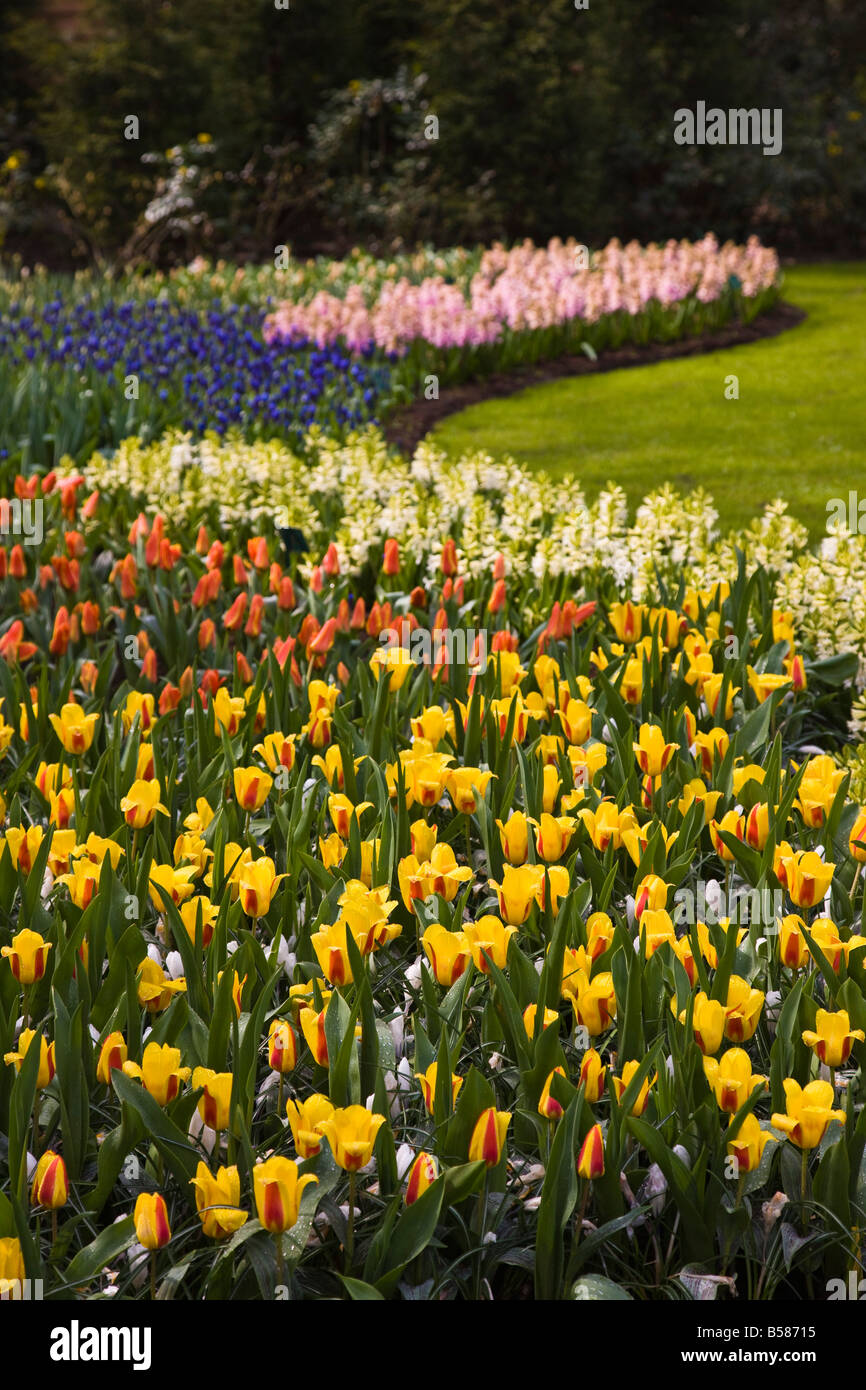 Tulpe Blumenrabatten, Keukenhof, Parks und Gärten in der Nähe von Amsterdam, Niederlande, Europa Stockfoto