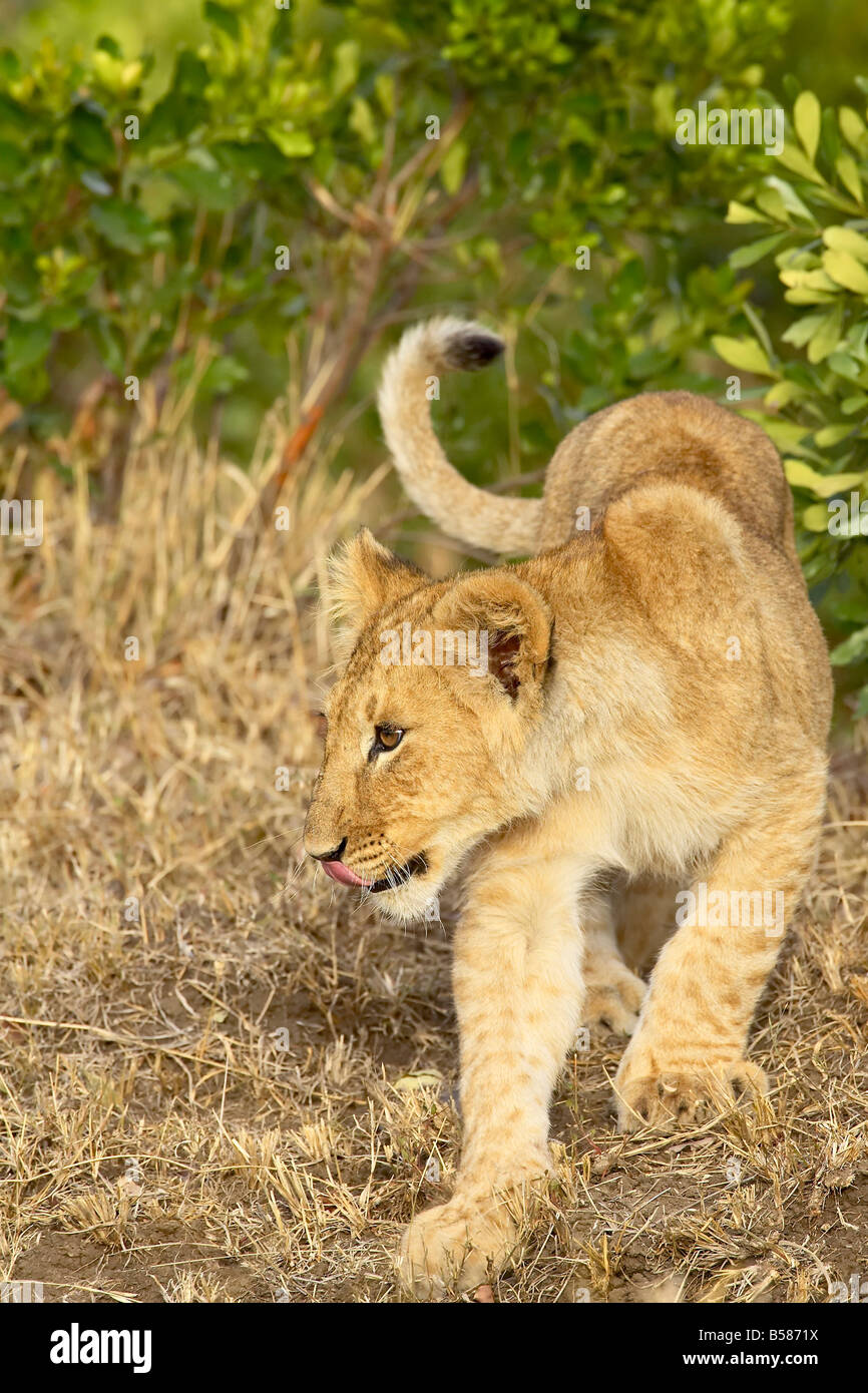 Löwe (Panthera Leo) Cub, Masai Mara National Reserve, Kenia, Ostafrika, Afrika Stockfoto
