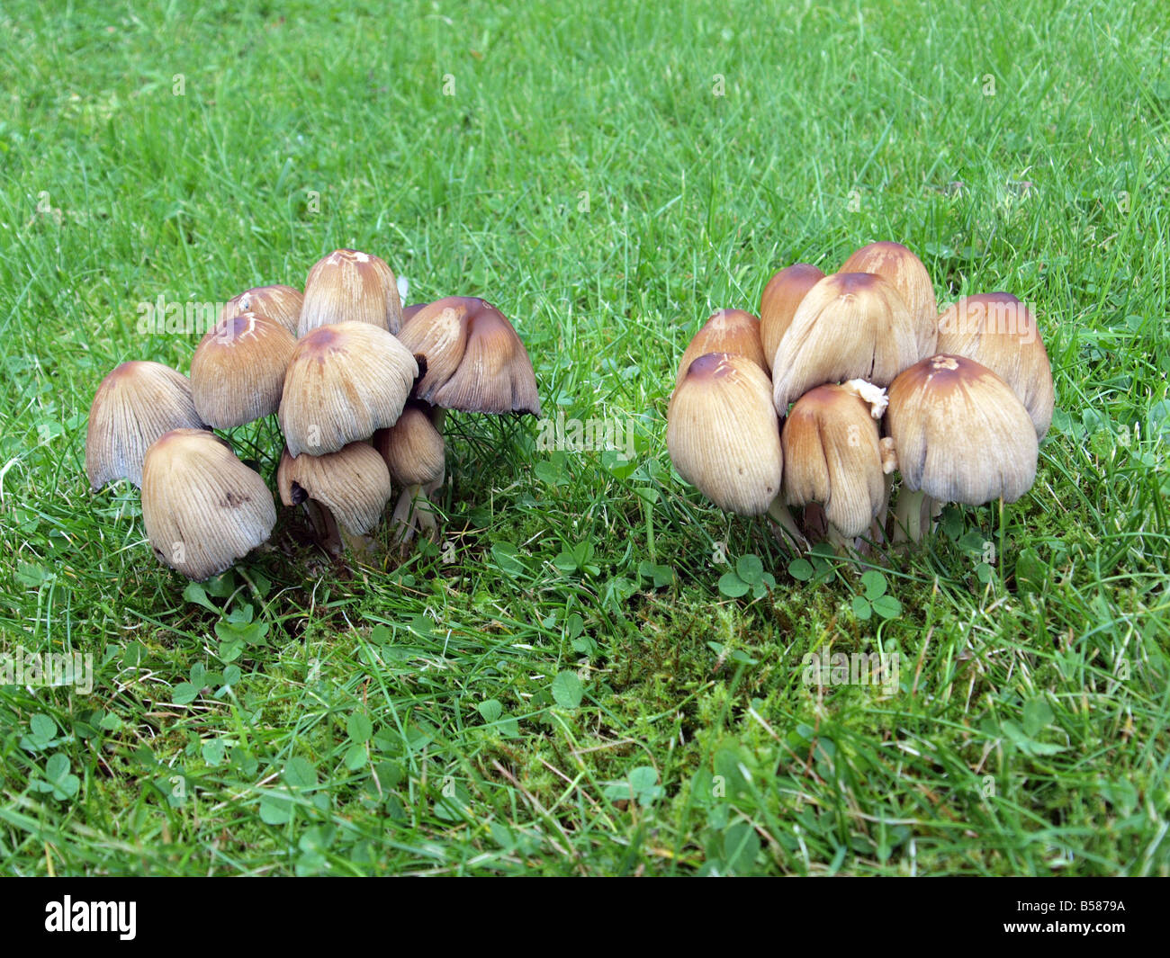 Fairy Ring Champignon, Marsasmius Oreades Stockfoto