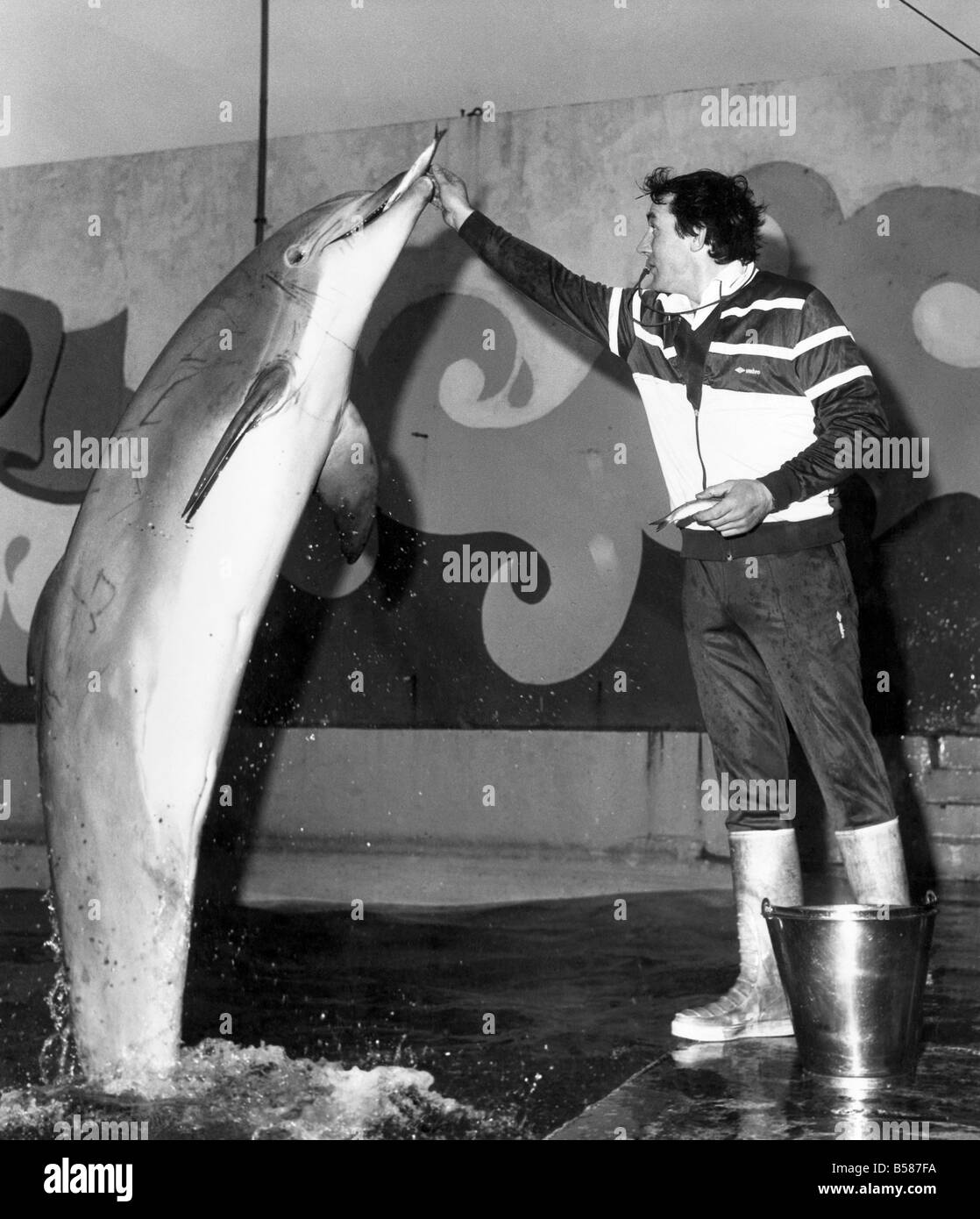 'Rocky' Dolphin mit Torhüter John Brathwaite. November 1987 P005194 Stockfoto