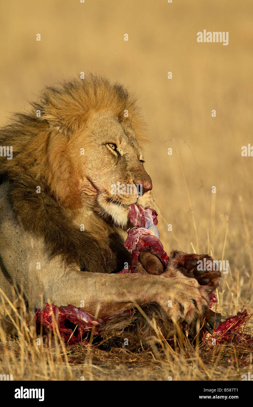 Männlicher Löwe (Panthera Leo) Essen ein Streifengnu (gestromt Gnu), Masai Mara National Reserve, Kenia, Afrika Stockfoto