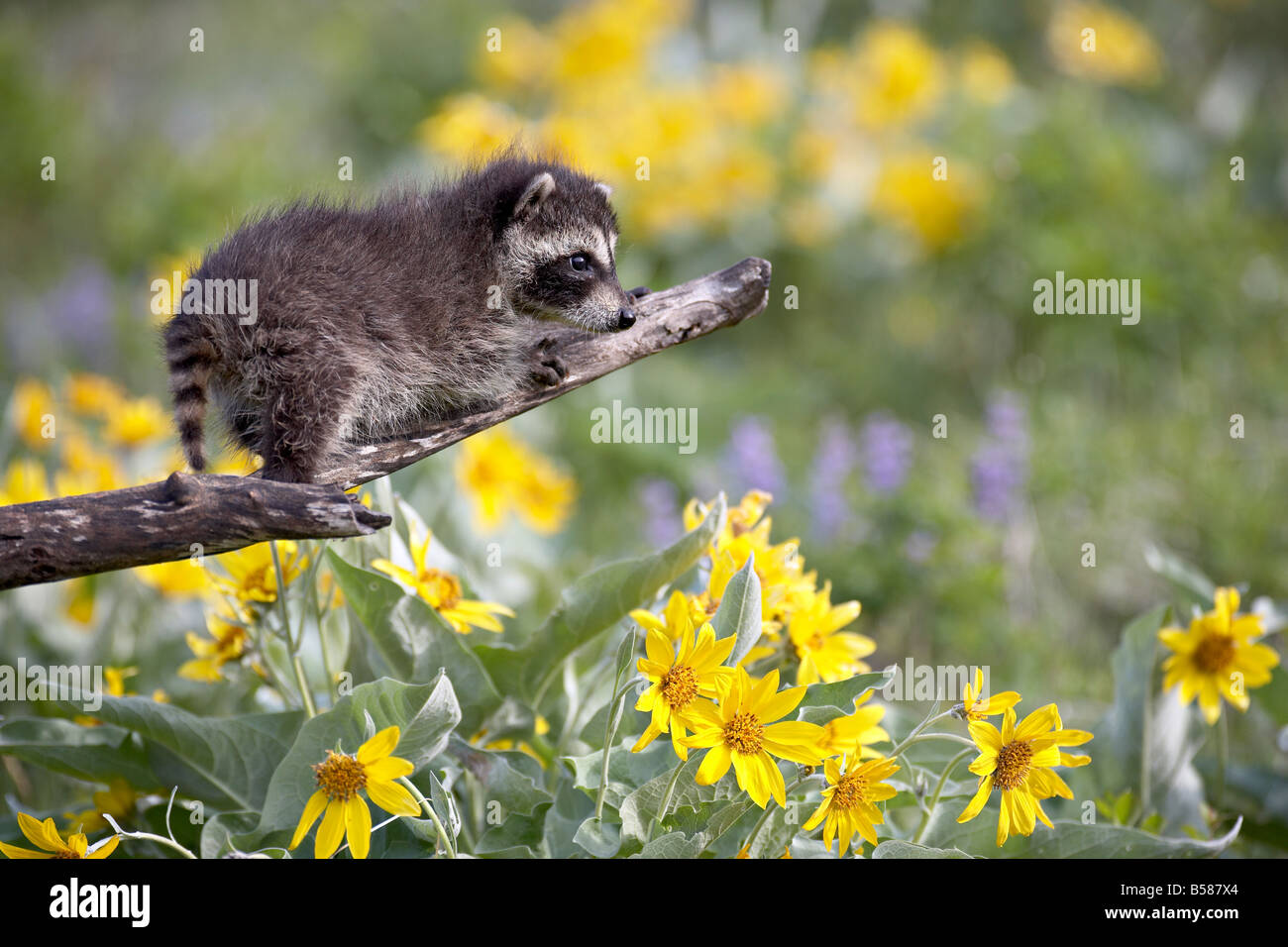 Baby Waschbär (Procyon Lotor) in Gefangenschaft, Tiere von Montana, Bozeman, Montana, Vereinigte Staaten von Amerika, Nordamerika Stockfoto