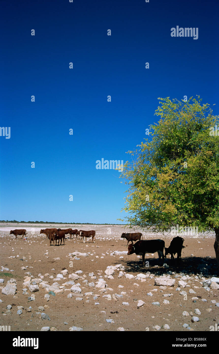 Rinderfarm am Rand der Kalahari-Wüste Botswana Afrika Stockfoto