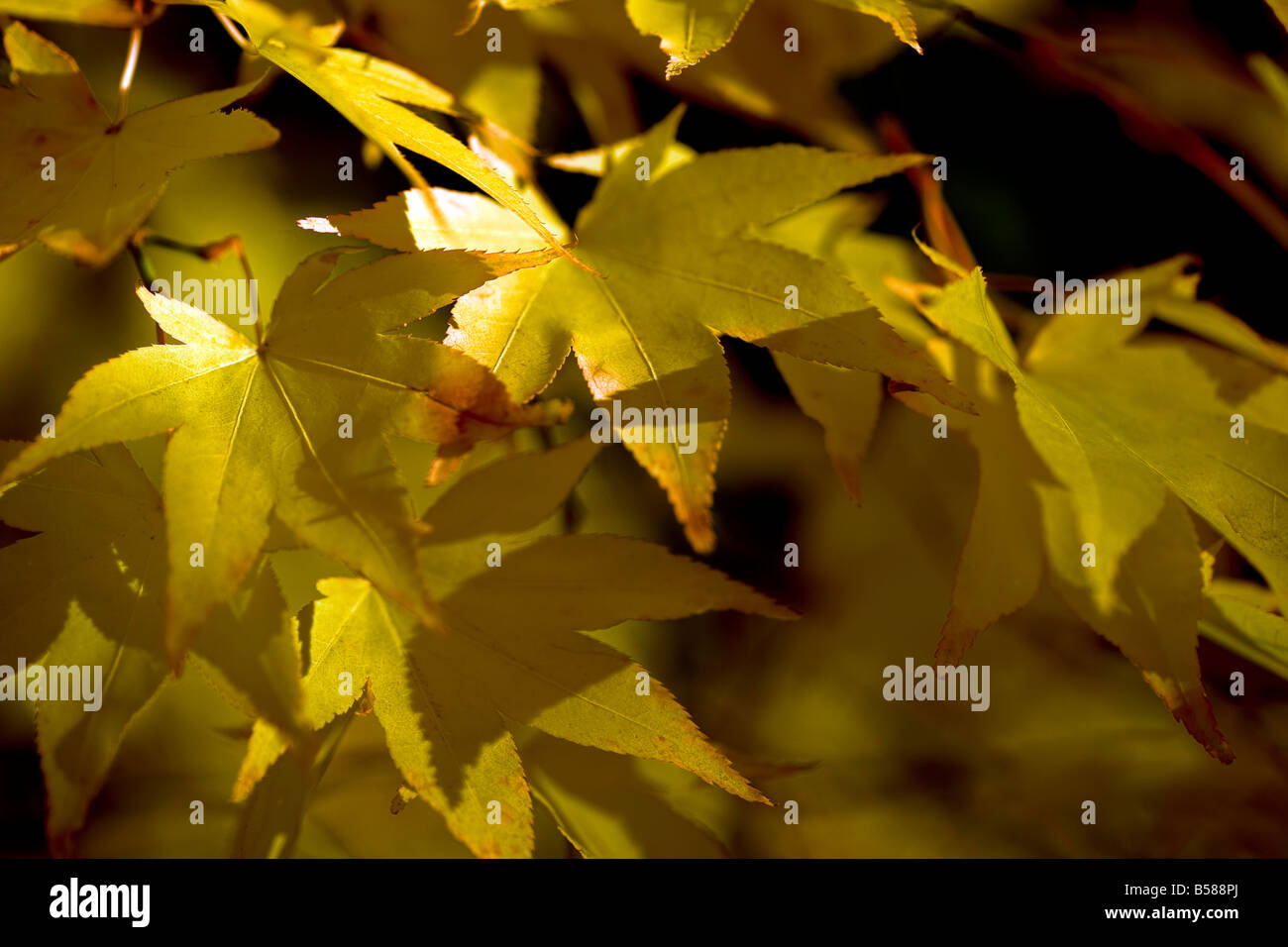 Herbst gold - Acer Palmatum Subsp Amoenum, verlässt Herbstgold golden Stockfoto