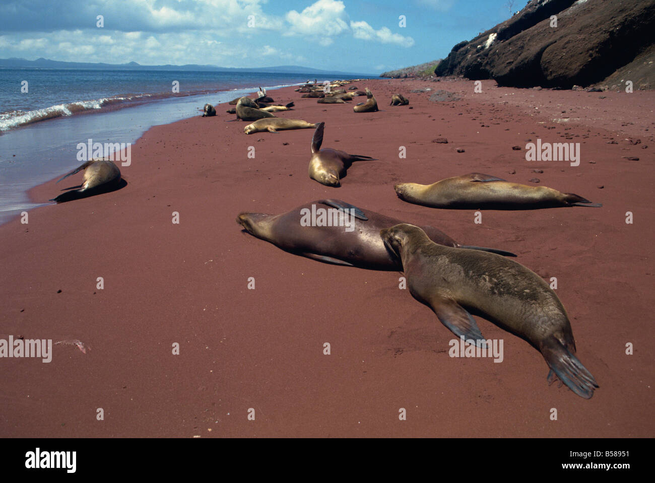 Seelöwen Rabida Insel Galapagosinseln UNESCO World Heritage Site Ecuador Südamerika Stockfoto