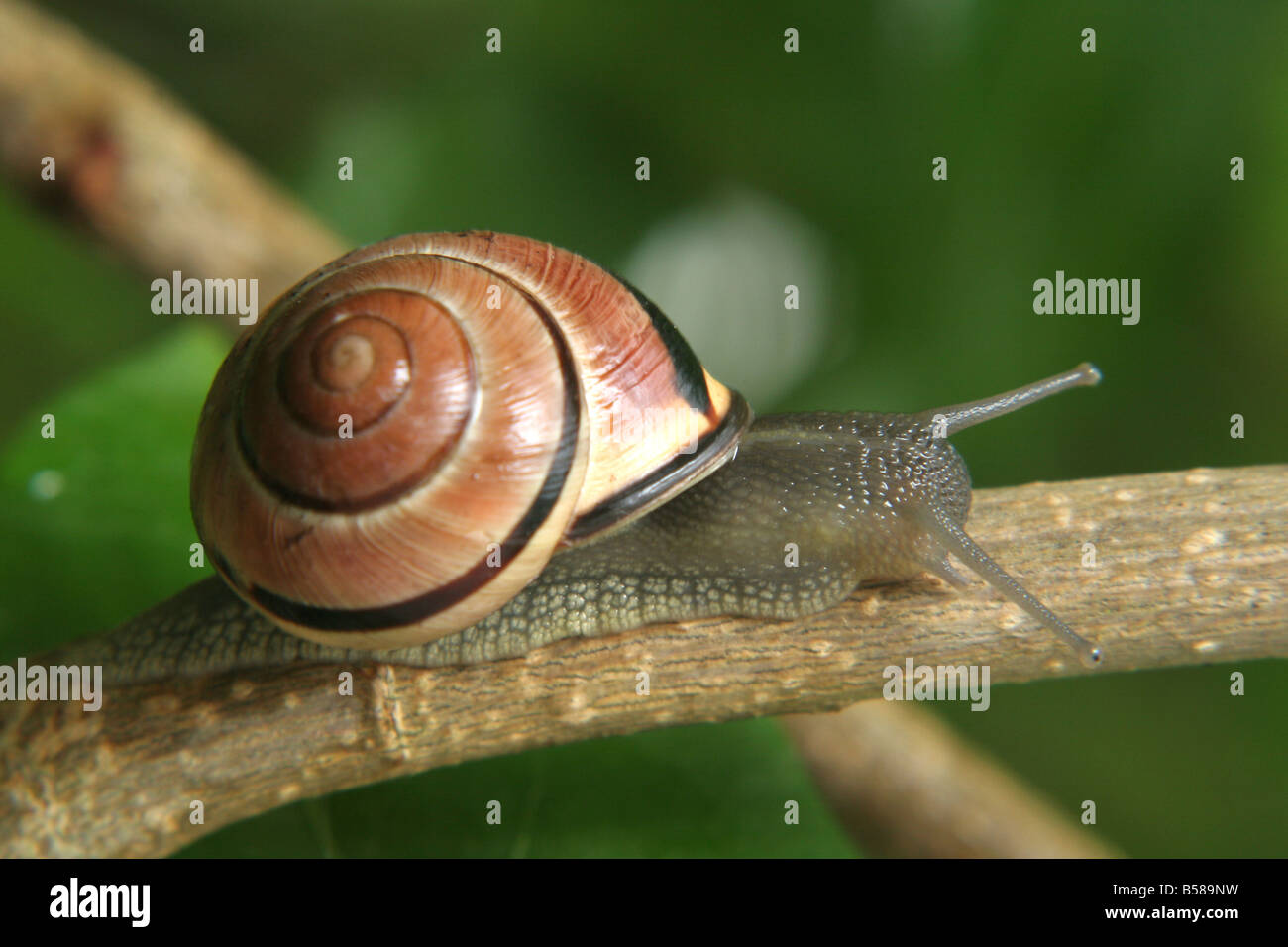 White-Lippe Gardensnail, Weiß-Lippige Schnecke, Garten Schnecke (Bänderschnecken Hortensis) kriecht auf einem Zweig Stockfoto