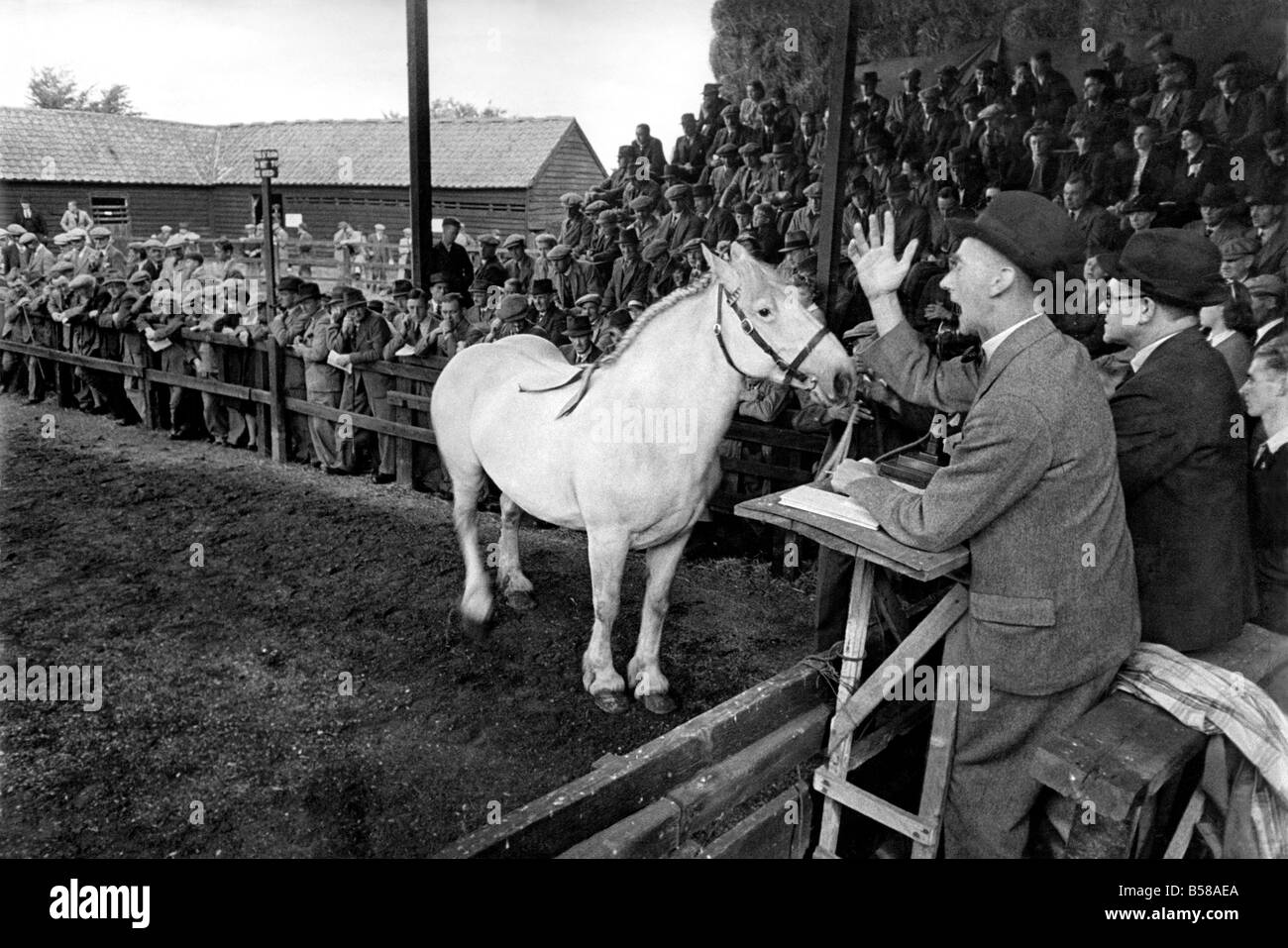 An die britische Percheron Pferd Gesellschaft zeigen und den Verkauf an Histon, in der Nähe von Cambridge bekamen viele gute Preise für Pferde von Bauern kamen aus Meilen entfernt, um diese Show zu sehen. Percheron-Pferde sind in der großen Nachfrage für landwirtschaftliche Arbeiten und Landwirte haben auch ein Auge für reines Blut Lager bereit für der Krieg endet. Den Versteigerer die Gebote für die Pferde in den Verkauf-Ring gesehen. September 1943 P004856 Stockfoto