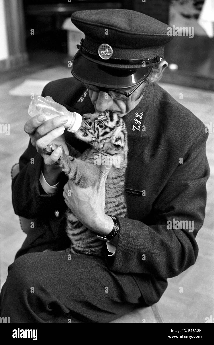 Tiger Cub von Mutter mit Keeper Frank Hughes abgelehnt. März 1975 75-01250-001 Stockfoto