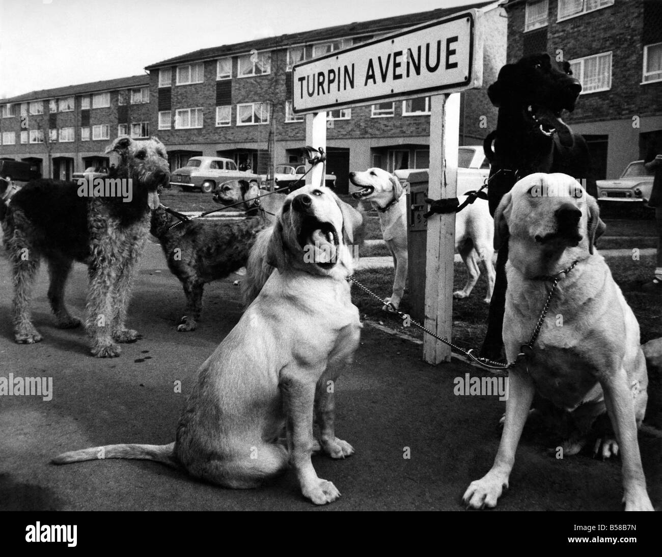 Die Hunde, die schlief, während Diebe Turpin Avenue geplündert: Dies sind die großen Hunde Turpin-Avenue.They Blick hart genug. Ihre Schwäche ist, dass sie auch gut schlafen. Sie schliefen selig früh am Sonntag (10.11.70) als Diebe systematisch geplündert vierundzwanzig Häuser. Die Hunde angehoben nichts noch alarmierender als ein Schnarchen. Erst als die Diebe begann am fünfundzwanzigsten Haus, das Honig ein vier Monate altes Labrador-Welpe, setzen die großen Hunde in den Schatten. Honig angefangen zu bellen, ihre Mutter begann zu bellen, zu, und so der Mischling nebenan aber Sally. Die Diebe lief Stockfoto