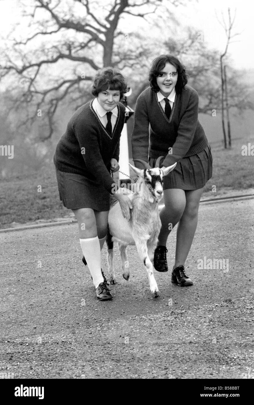 "Betty" die Ziege macht Schule: Sallie Price (weiße Socken) und Jean French mit "Betty" im Windsor Safari Park. Januar 1971 Stockfoto