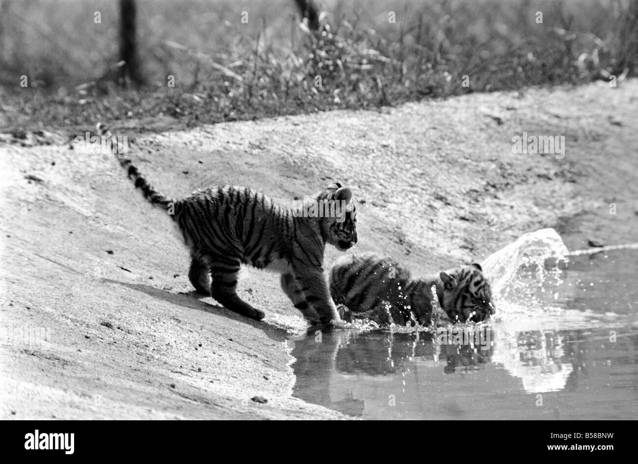 Tigerbabys in Longleat. 3 sibirischen Tigerbabys sowie liebevolle männliche und weibliche Tiger. Diese seltene und teure Tiere sind am Longleat Wild Life Park in der Sonne aalen. Wilts. August 1977 77-04331-001 Stockfoto