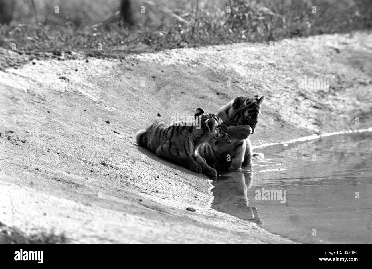 Tigerbabys in Longleat. 3 sibirischen Tigerbabys sowie liebevolle männliche und weibliche Tiger. Diese seltene und teure Tiere sind am Longleat Wild Life Park in der Sonne aalen. Wilts. August 1977 77-04331-002 Stockfoto