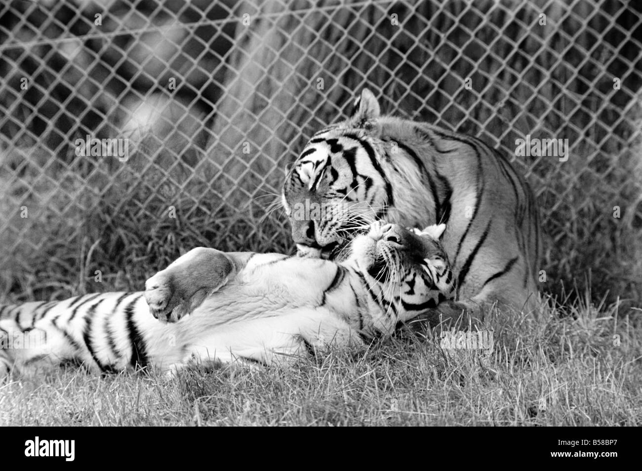 Tigerbabys in Longleat. 3 sibirischen Tigerbabys sowie liebevolle männliche und weibliche Tiger. Diese seltene und teure Tiere sind am Longleat Wild Life Park in der Sonne aalen. Wilts. August 1977 77-04331-005 Stockfoto