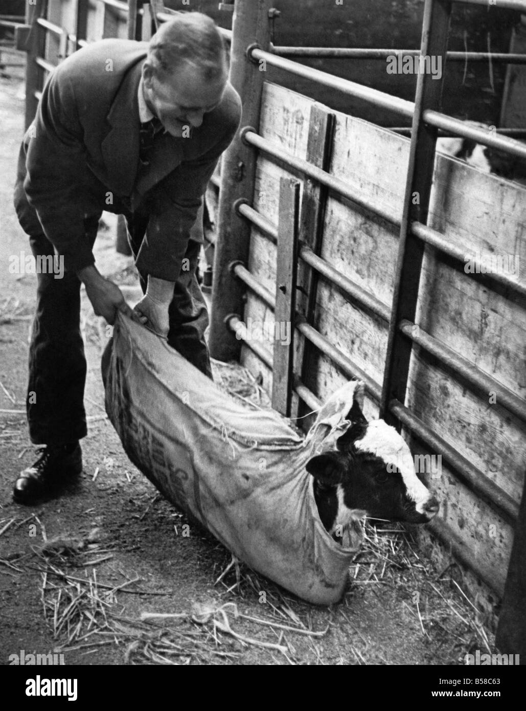 Tiere. Rinder. &#13; &#10; Mann leert eine Baby-Kuh aus meschotschek in einem Stift. &#13; &#10; Januar 1963 P006125 Stockfoto