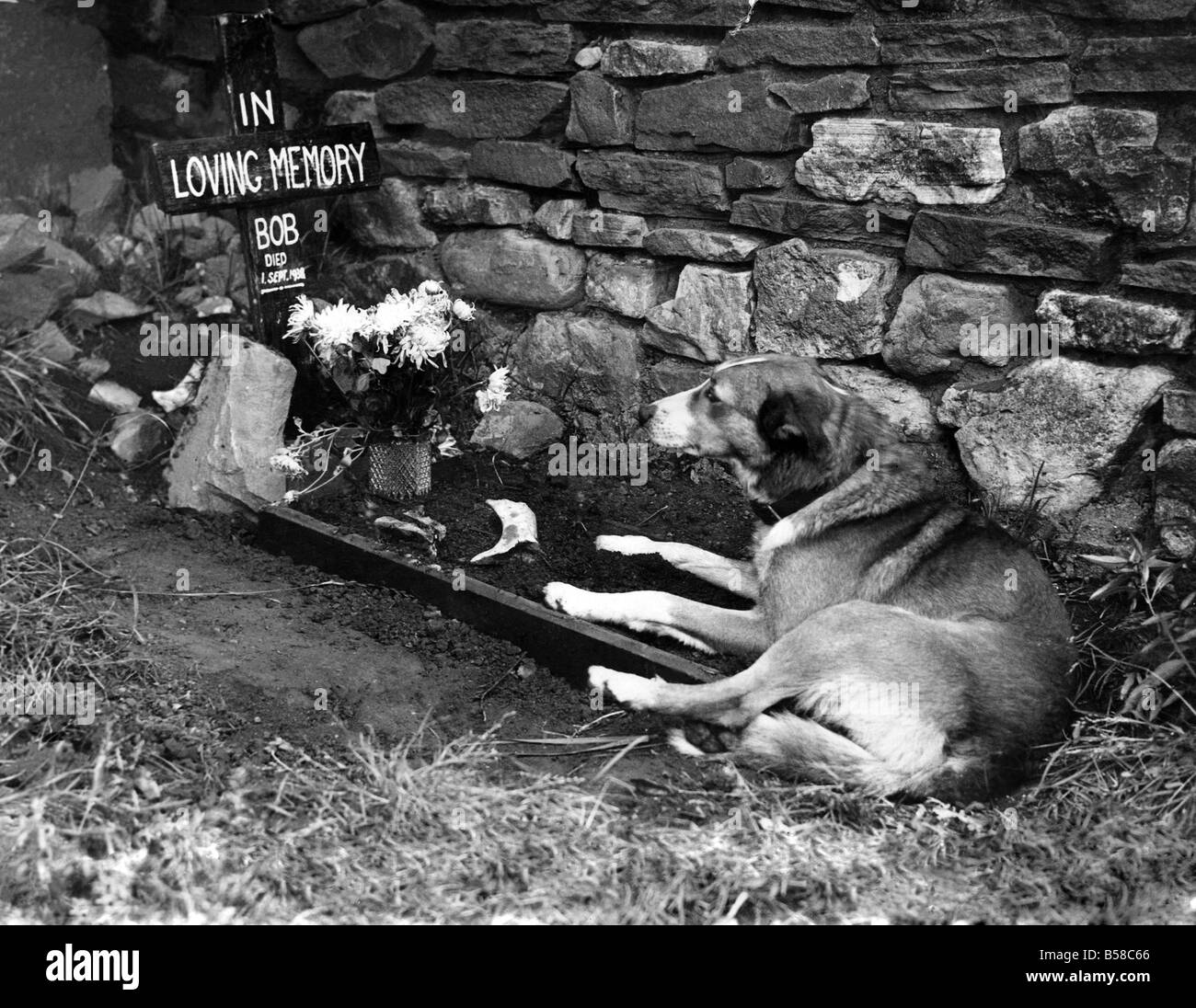 Herzschmerz eines Hundes. Von Puppydom Bob und Rover waren unzertrennliche Gefährten, aber Bob wurde in einen Autounfall getötet und Rover ist untröstlich. Er besucht seinen Freund Grab und täglich fällt es Knochen für ihn. September 1938 P006130 Stockfoto