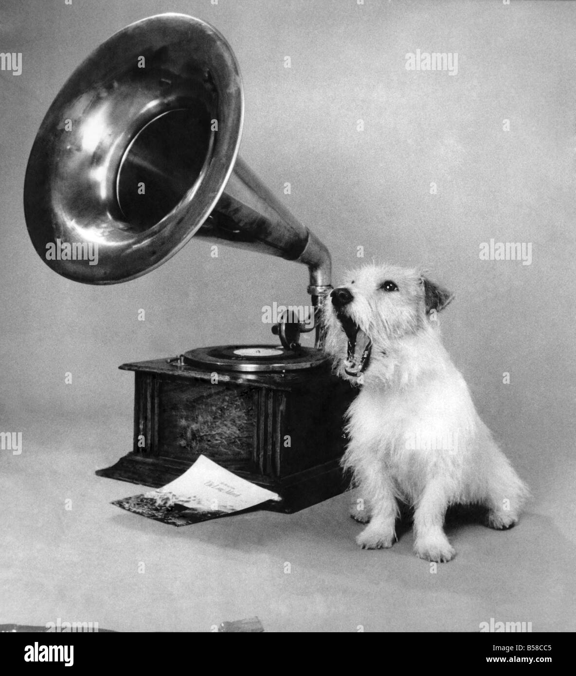Danny der Jack Russel Terrier hofft, dass die neue Single "Heulende Erfolg" und nur um zu zeigen, wie eingängige es er sogar versucht, Worte zur Musik setzen. Dezember 1988 P006493 Stockfoto