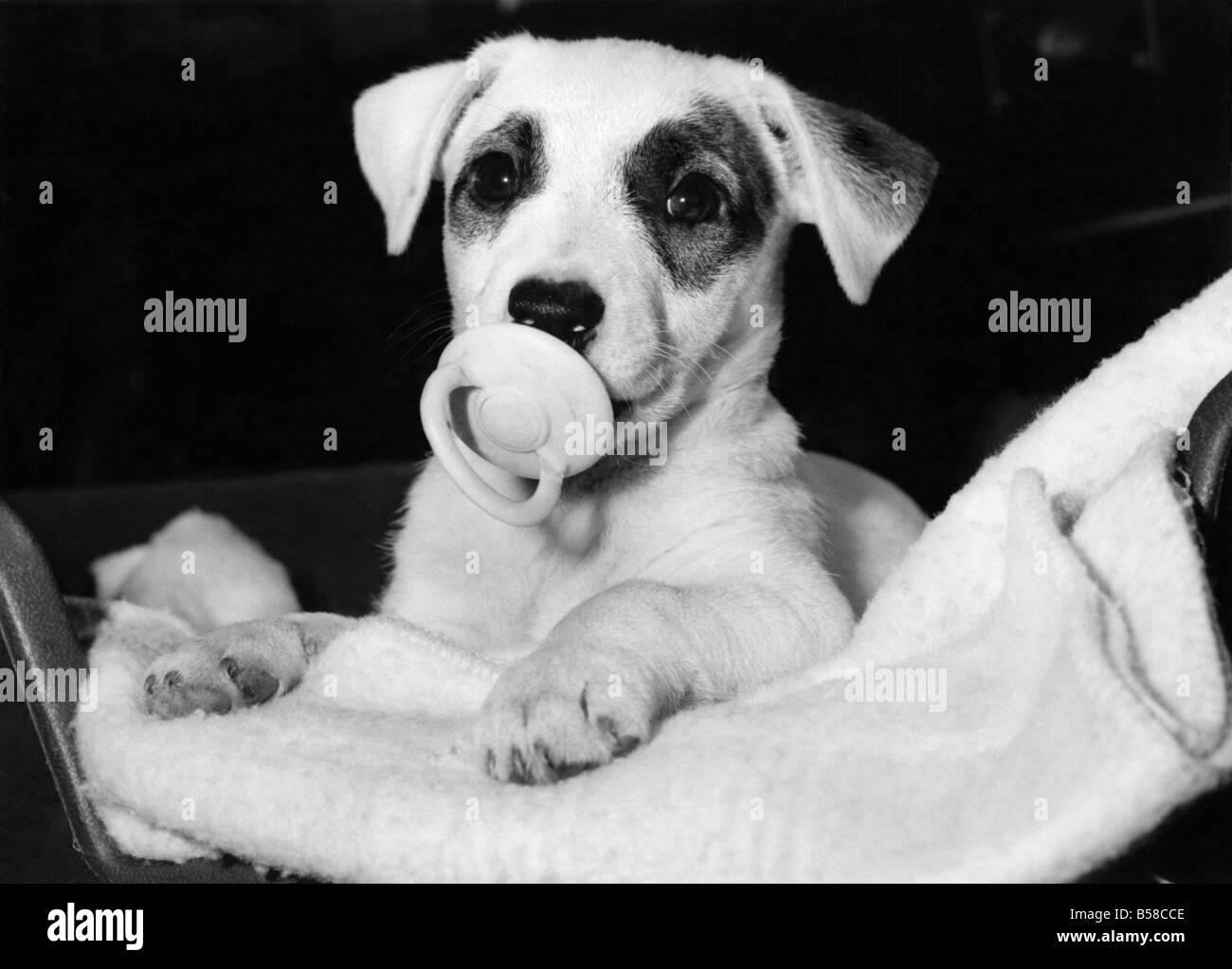 Hey Puppe. &#13; &#10; Polly der Terrier. Januar 1984 P006499 Stockfoto