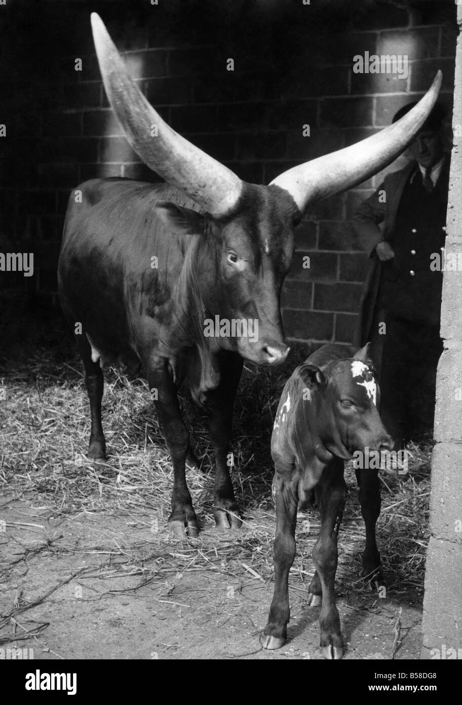 Ein neues Baby in Whipsnade ist ein Ankole-Kalb. Mutter hat wahrscheinlich die größten Hörner zu jedem Tier dieser Größe tragen. Mai 1952 Stockfoto