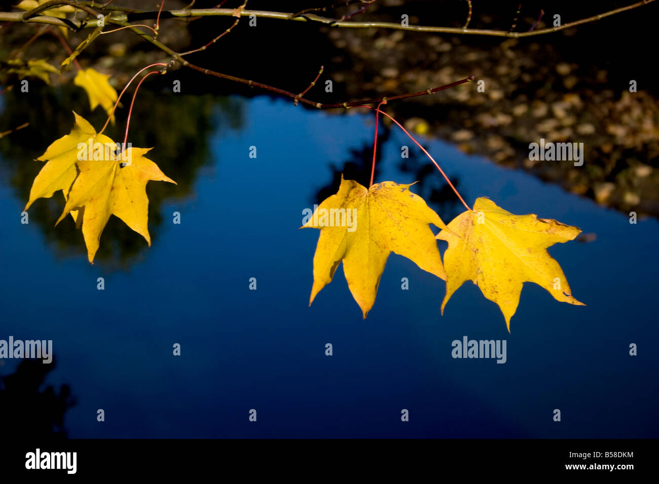 Herbst Gold lässt über einen Teich Stockfoto