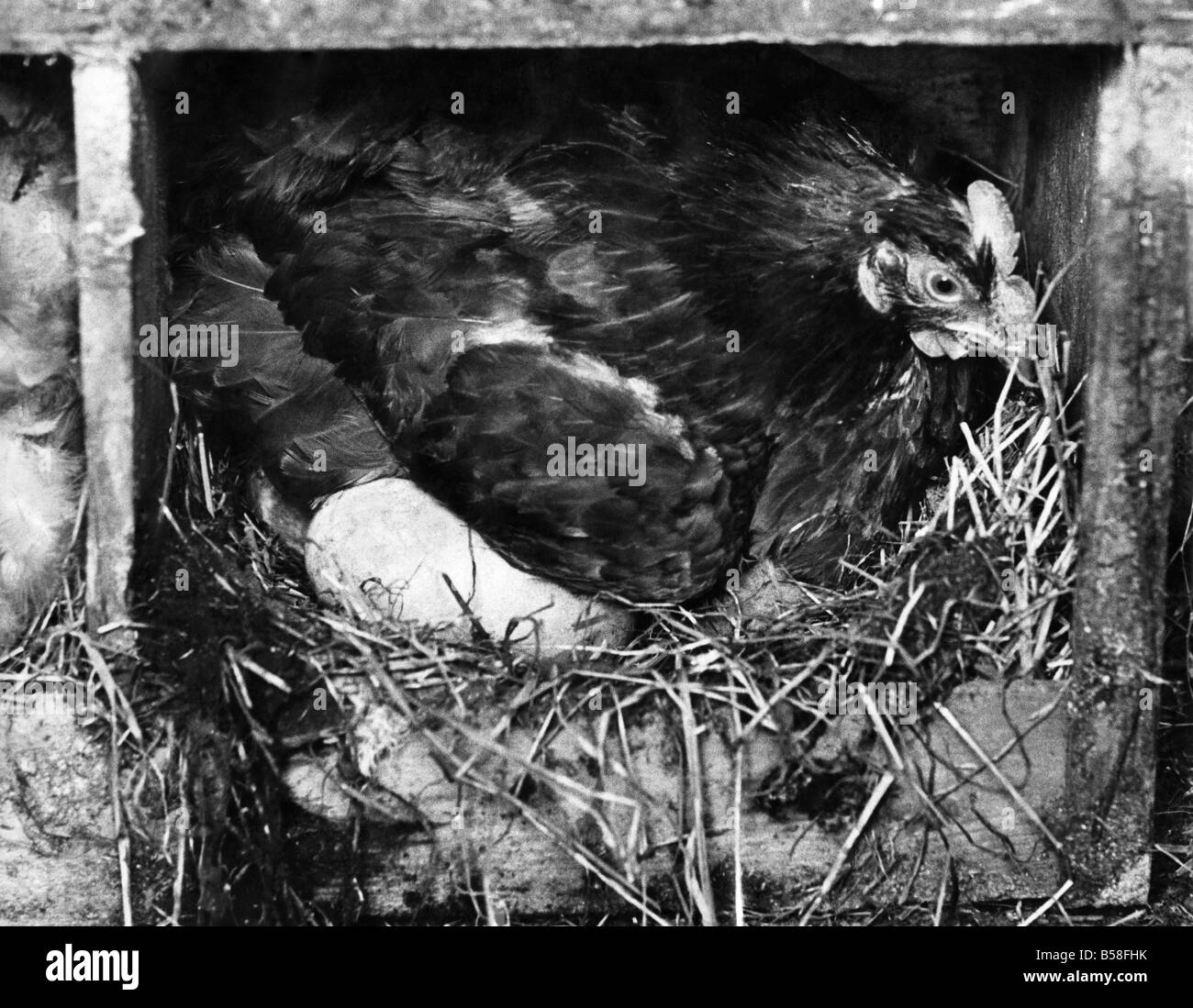 Ein Huhn sitzt auf den Schwan Eiern gerettet aus dem öligen Wasser in der Nähe von Tom Woolstoncroft "weit" in dem Bemühen, es zu schlüpfen. April 1968 Stockfoto