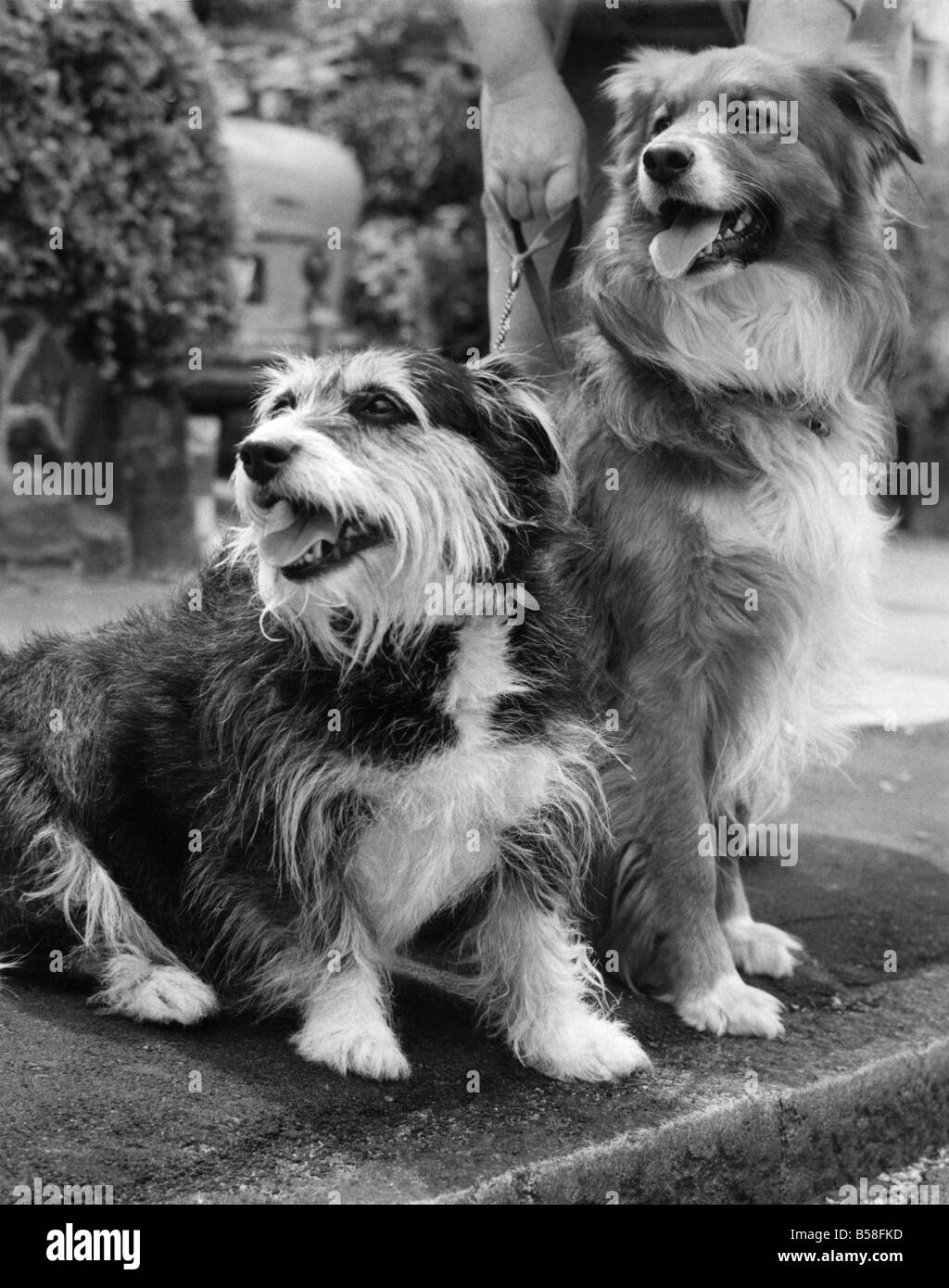 Davonsausen in Golders Green heute Noddy (L) und Jimmy (R). Juni 1967 P006042 Stockfoto