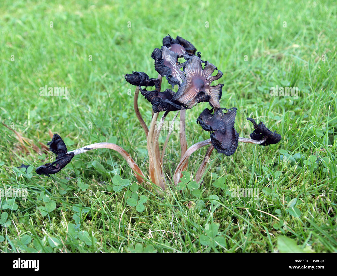 Fairy Ring Champignon, Marsasmius Oreades Stockfoto