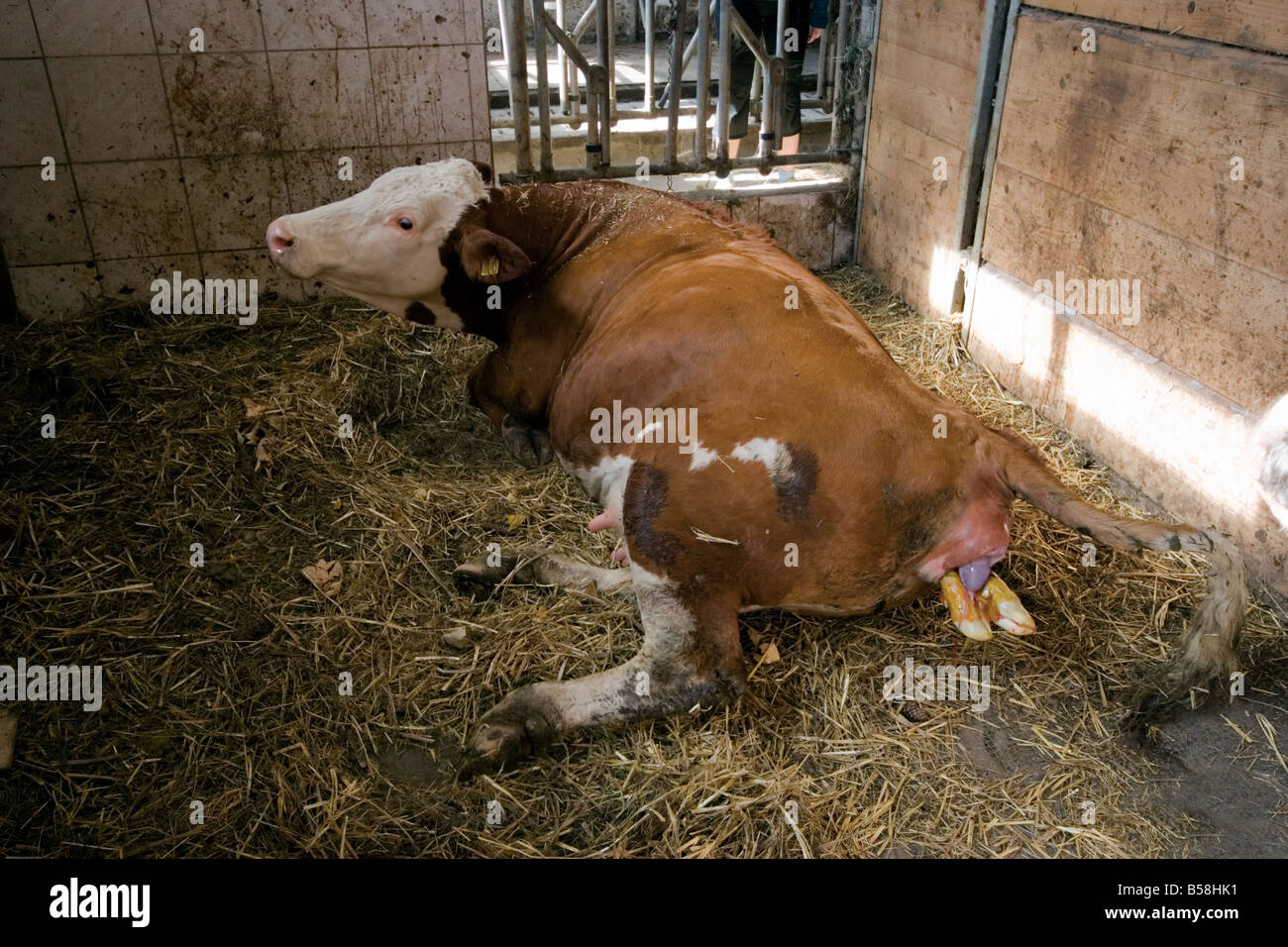 Kuh in den frühen Stadien der Geburt Stockfoto