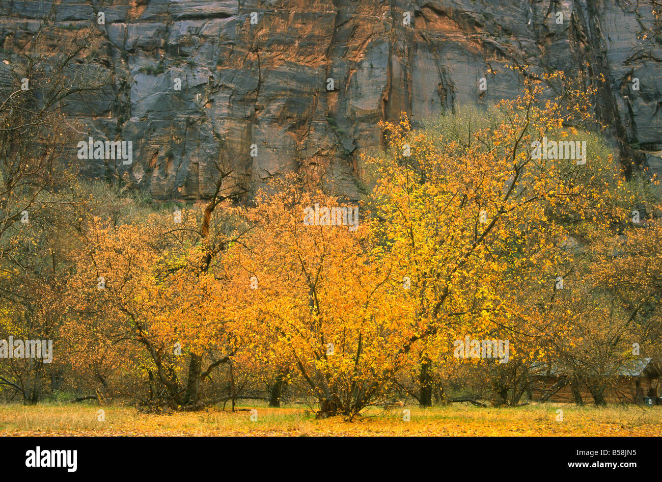 Herbstfarben im Zion Canyon in Utah Stockfoto