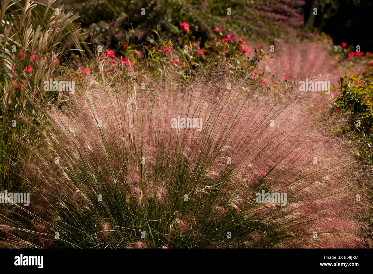 Im Herbst, rosa Muehly Rasen schafft einen spektakulären wogenden Blütenstand massierten lebendige rosa luftigen Blüten auf 4 Fuß Stielen. Stockfoto