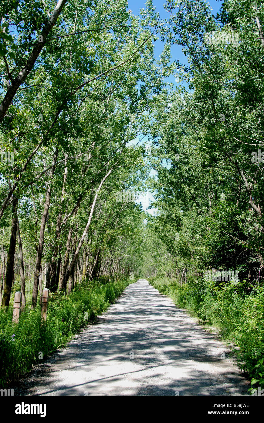 Einen ruhigen Waldweg erstellt in den Jahren von Deponie-material Stockfoto