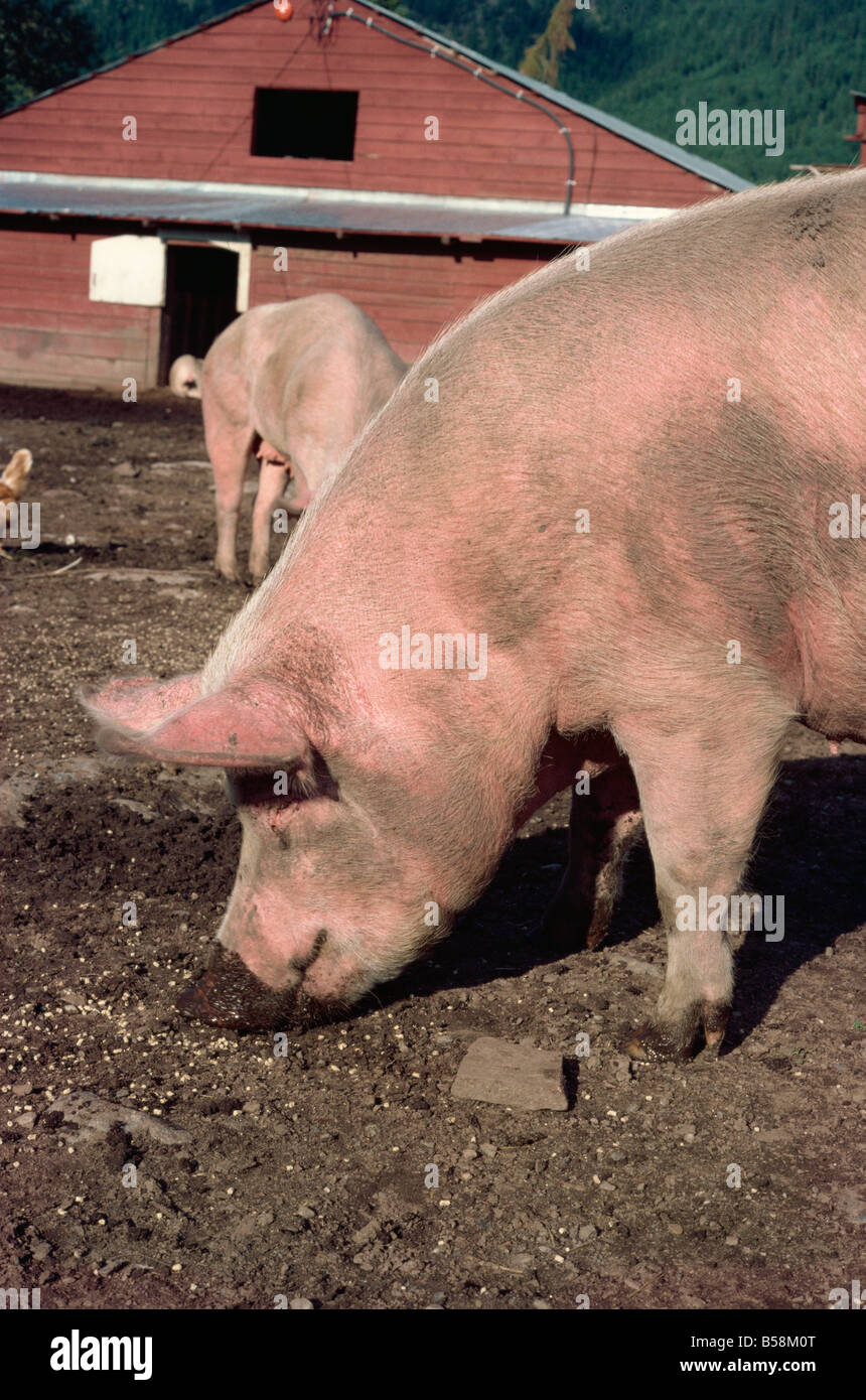 Schweine-British Columbia-Kanada-Nordamerika Stockfoto