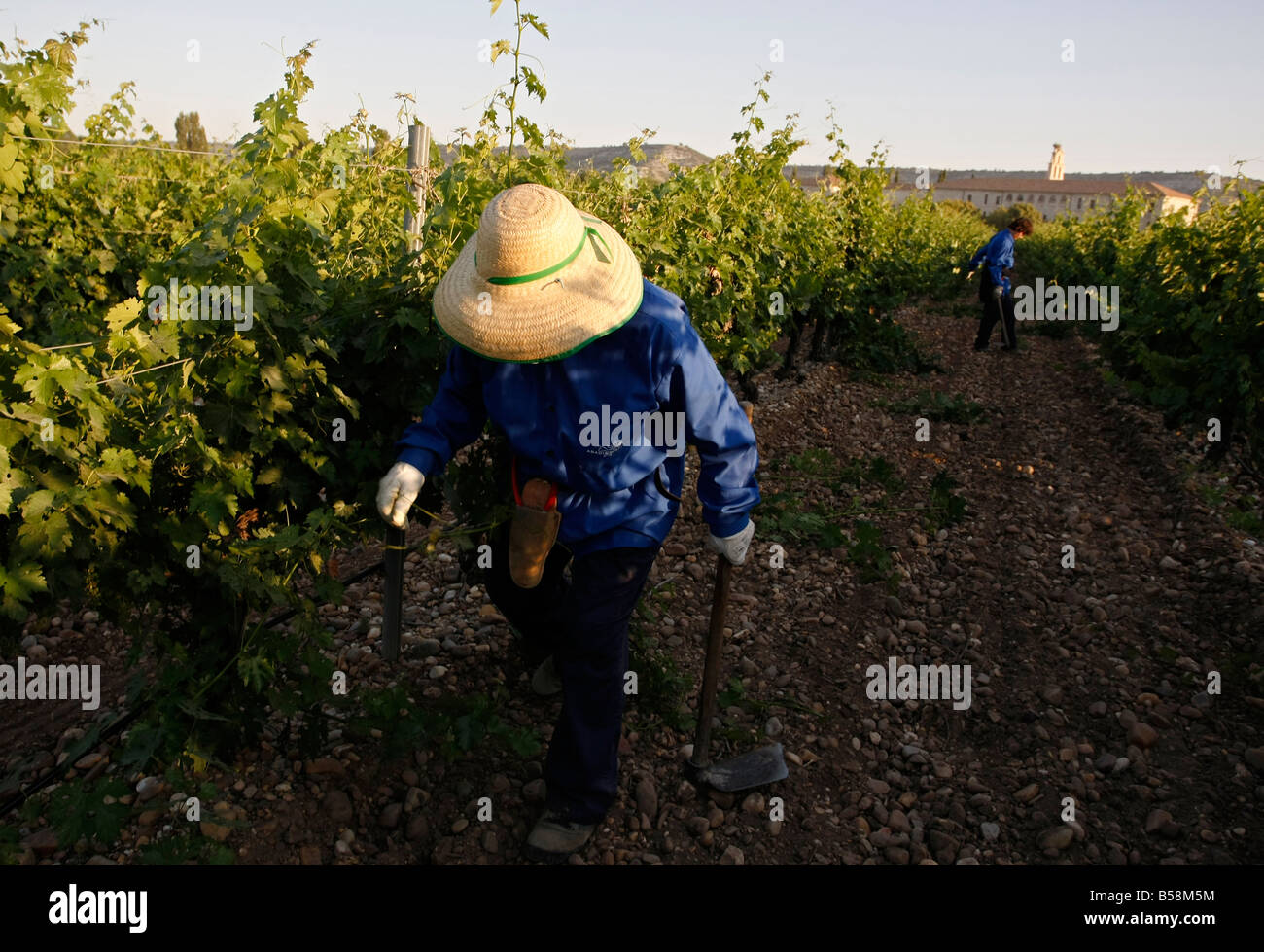 Ein Arbeiter in den Weinbergen Abadia Retuerta Sardon del Duero Stockfoto