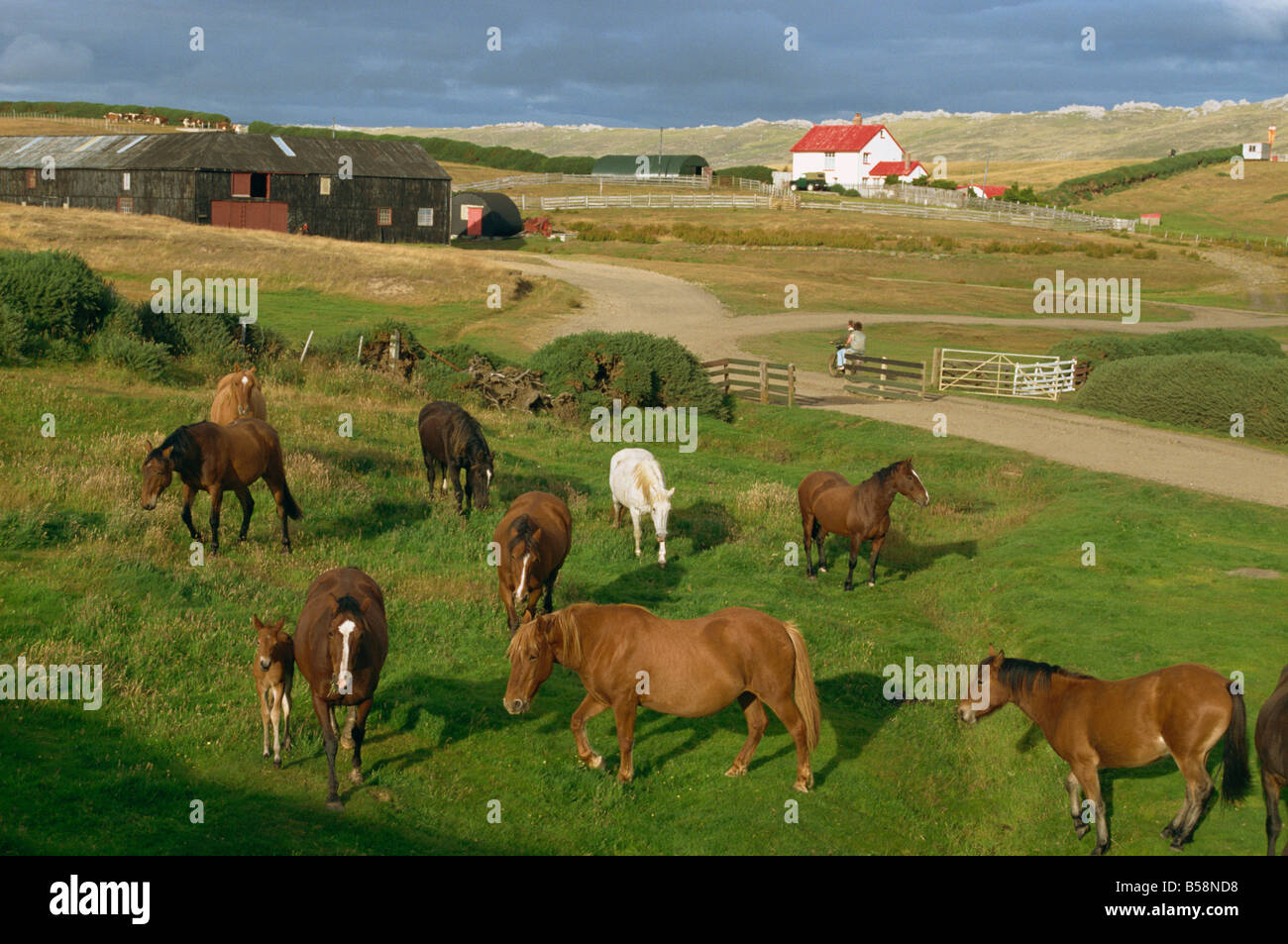 Port Howard, Falkland-Inseln, Südamerika Stockfoto