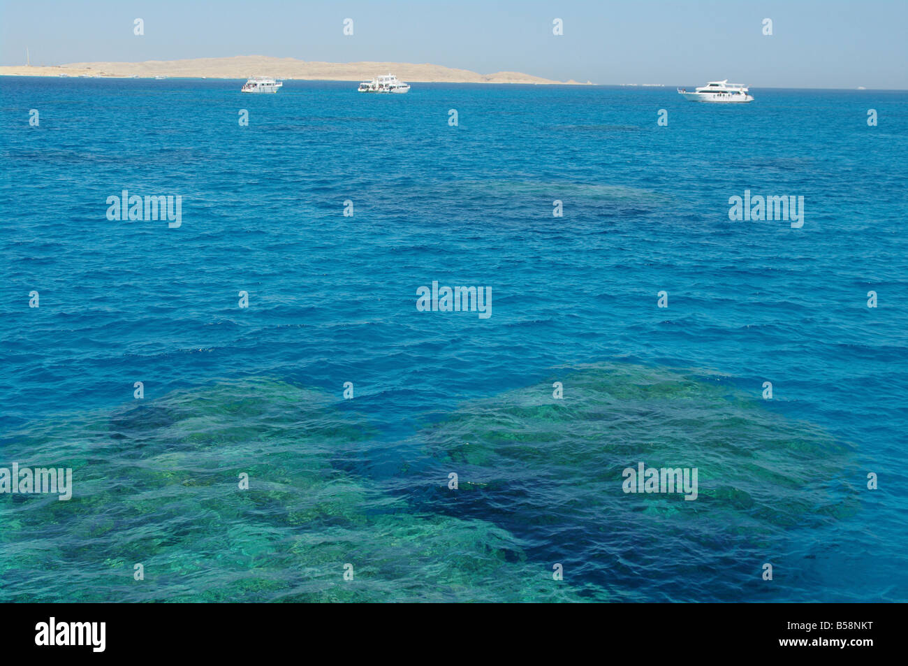 Korallenriff im Roten Meer Stockfoto