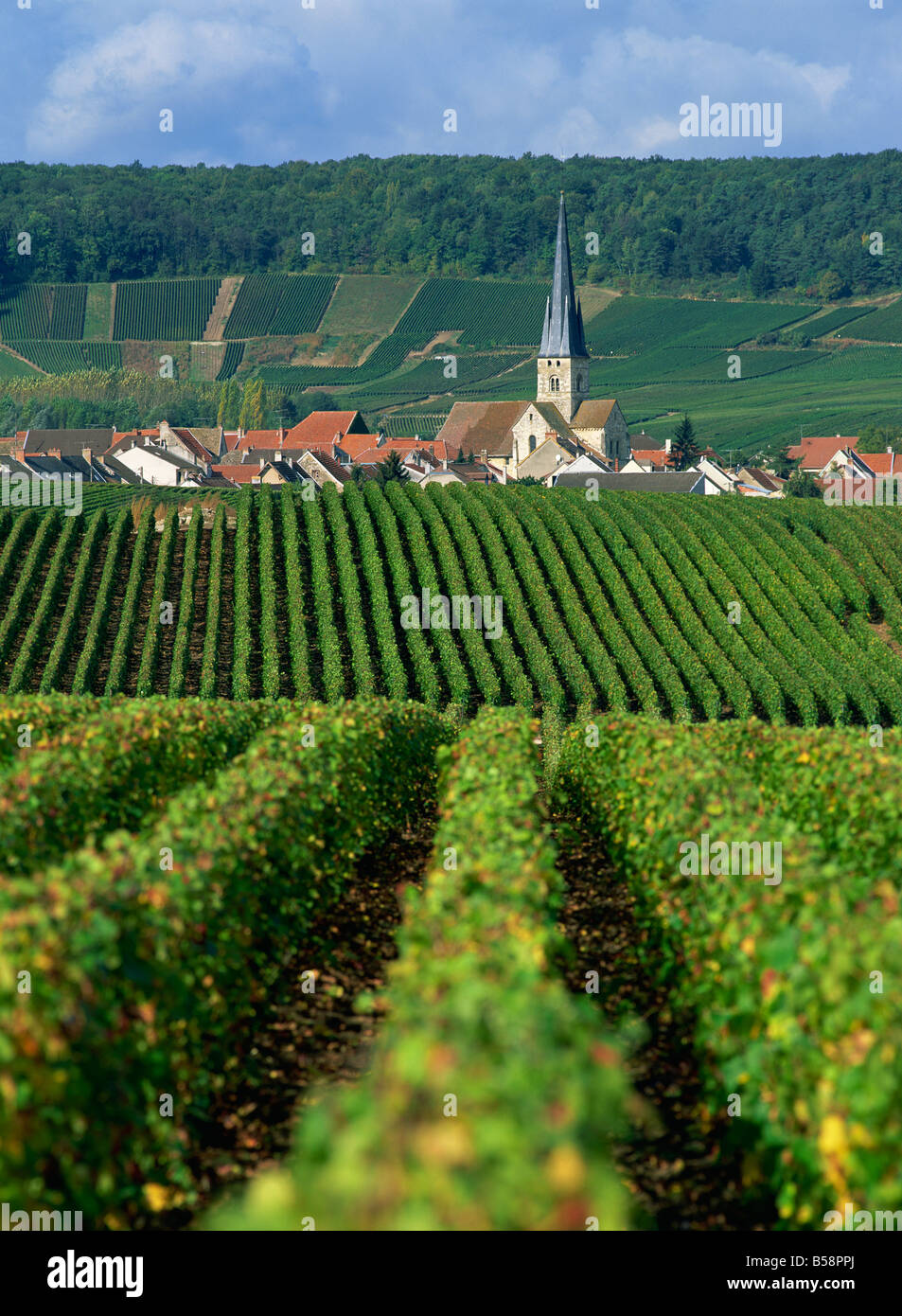 Chamery, Montagne de Reims, Champagne, Frankreich, Europa Stockfoto